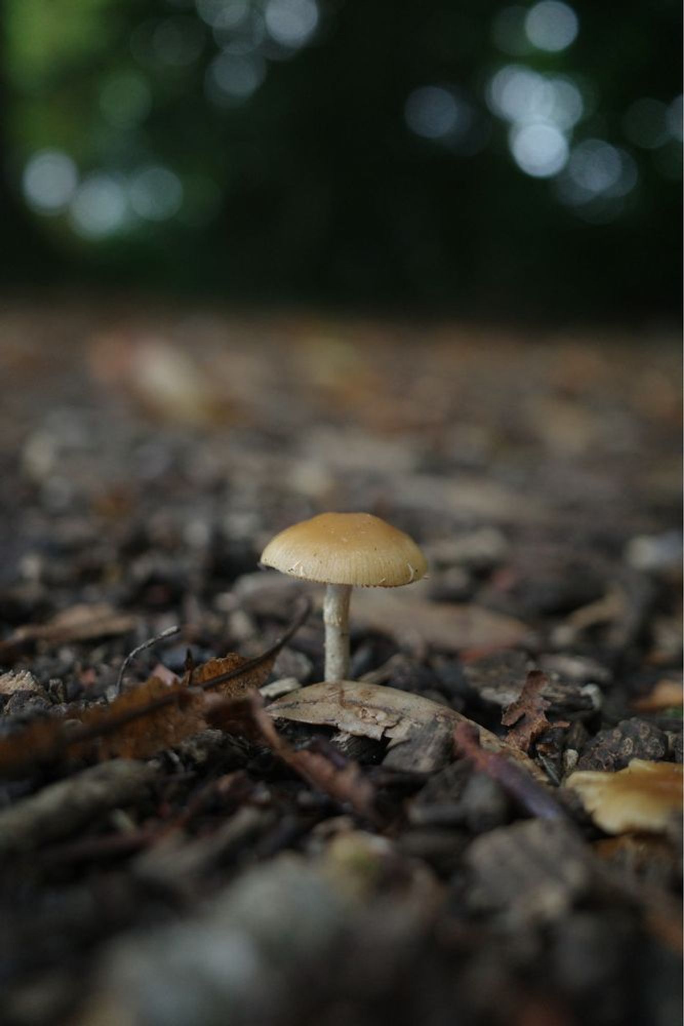 A small mushroom.