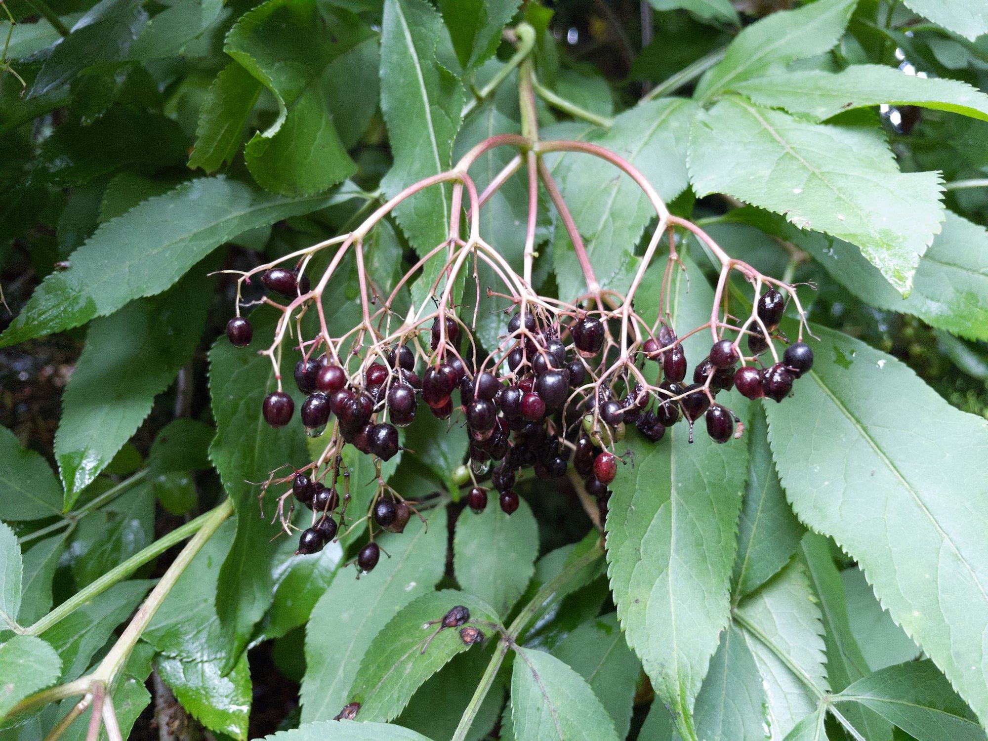 Elderberries