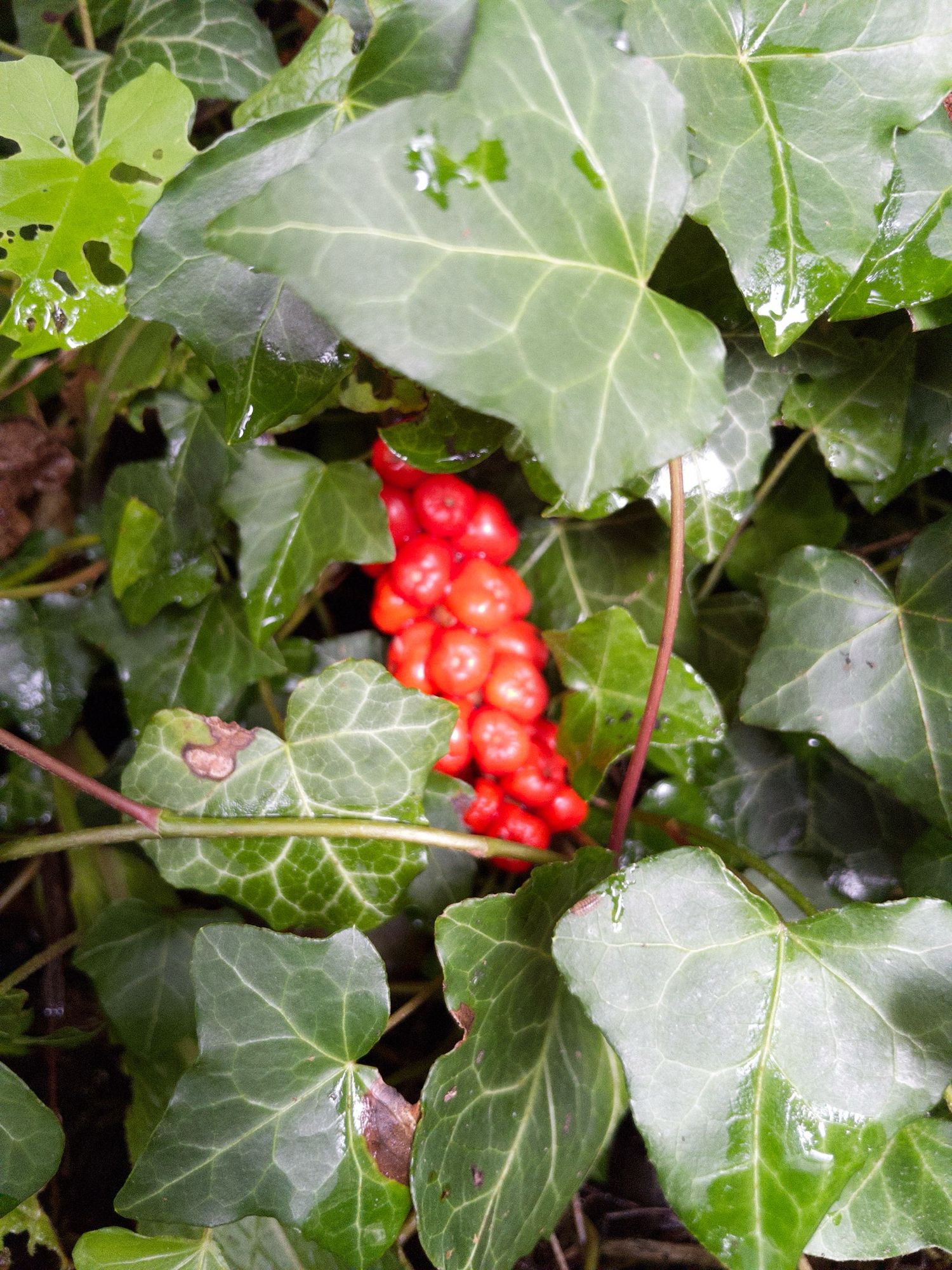 Arum berries.