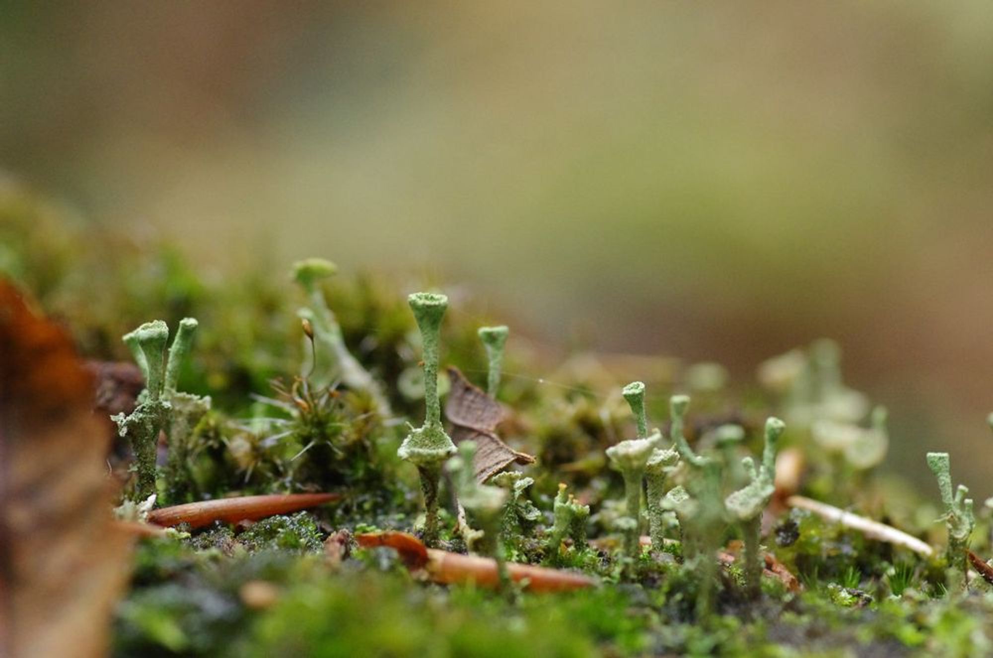 A little forest of lichen on a fallen tree trunk.