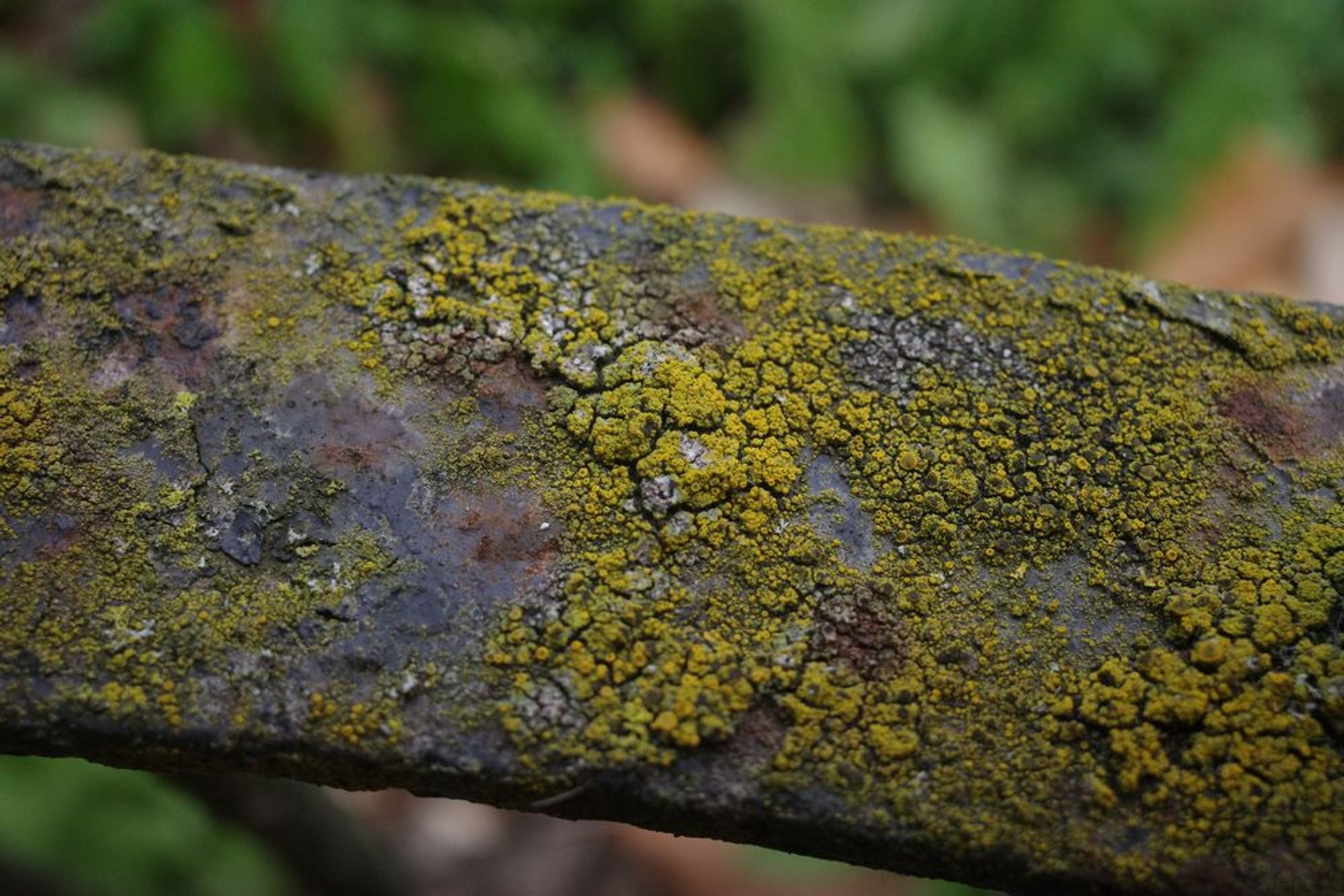 Lichen and rust on an iron railing.