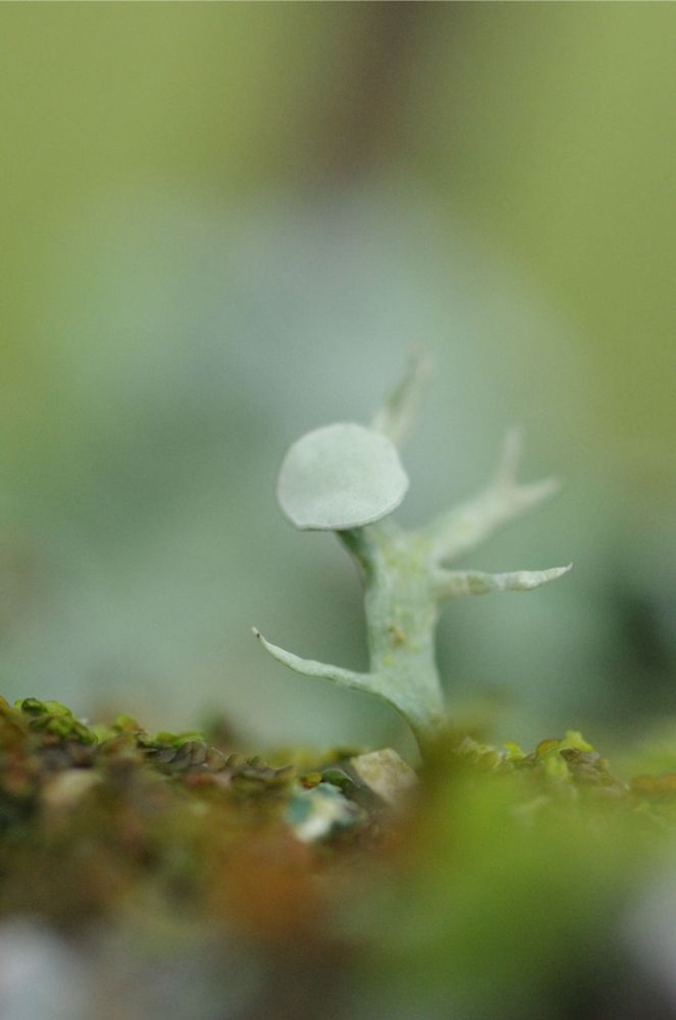 A tiny lichen tree-like thing.