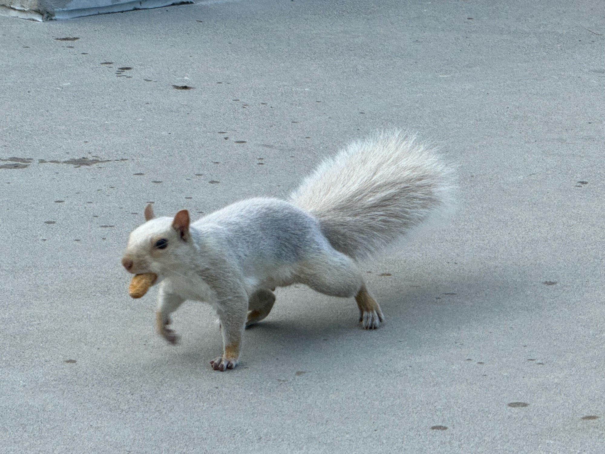 A white squirrel striding forth confidently with a peanut in its mouth.