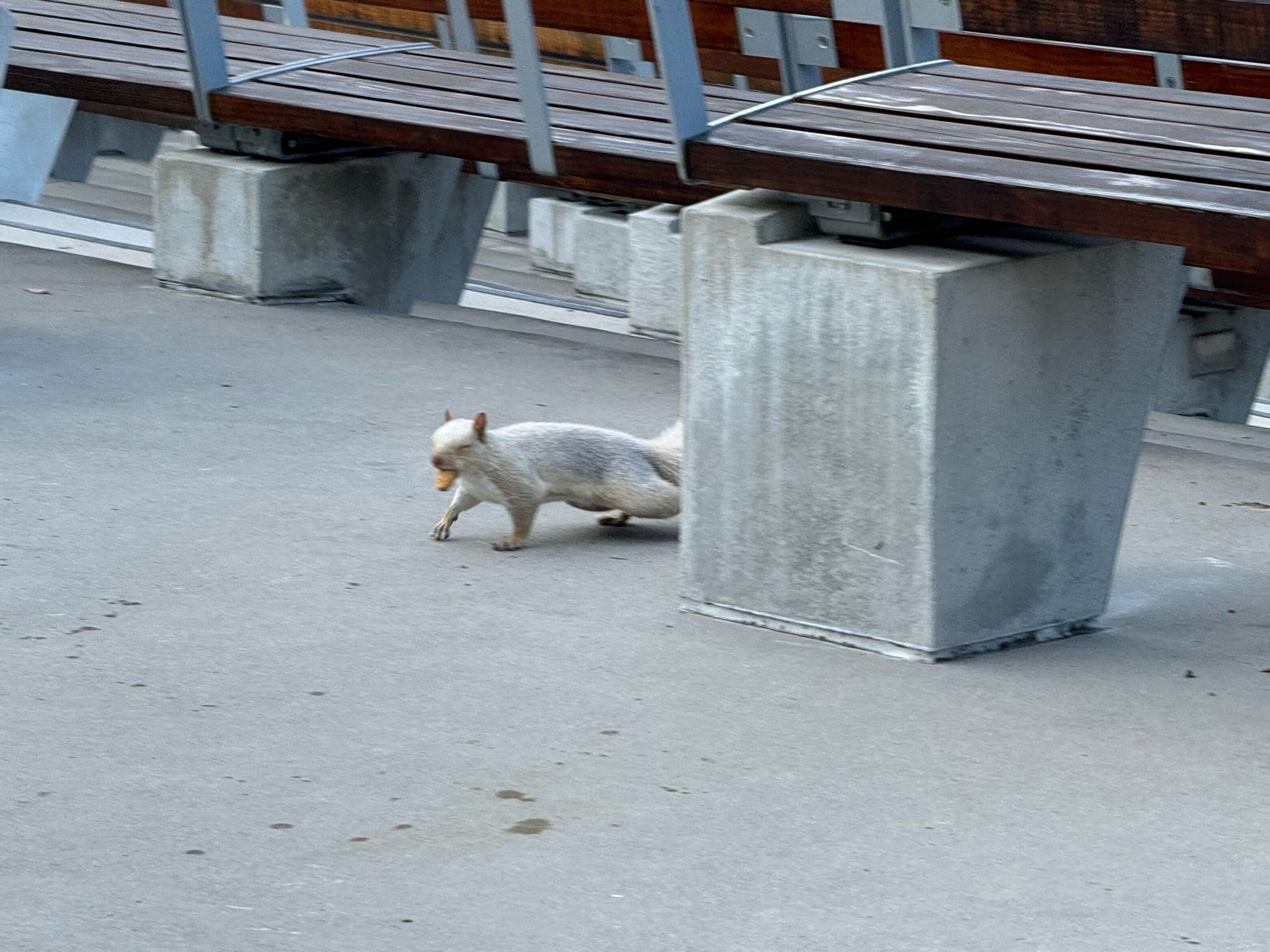 A white squirrel emerging from behind a row of amphitheatre seats. It has a peanut in its mouth.