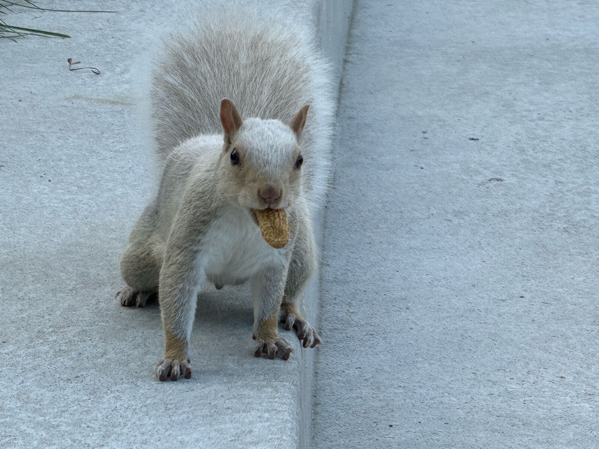 A white squirrel with a peanut in its mouth staring at the camera as if to say "check out this cool peanut I found"