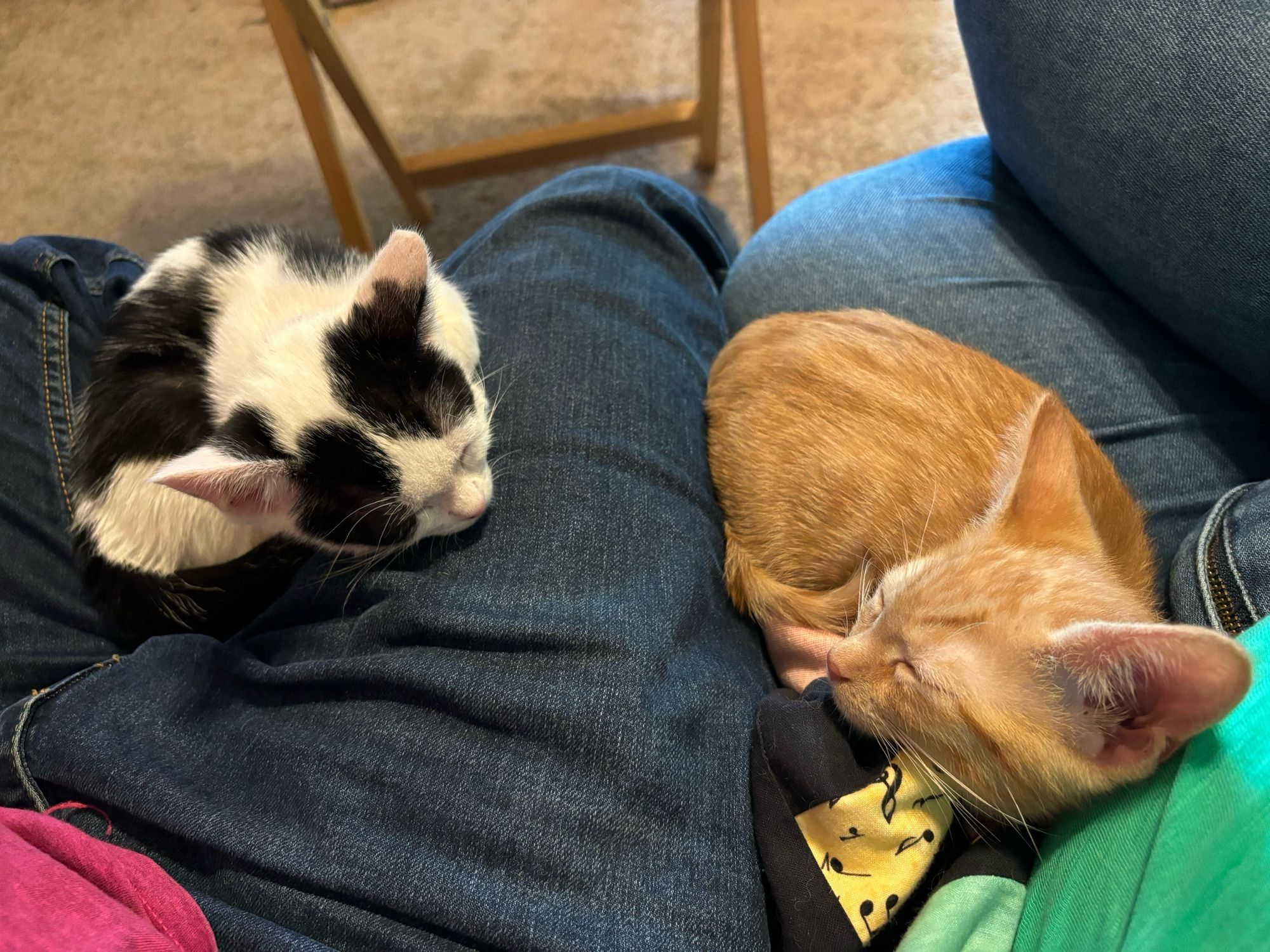 A black and white kitty and an orange striped kitty sleeping on two laps.