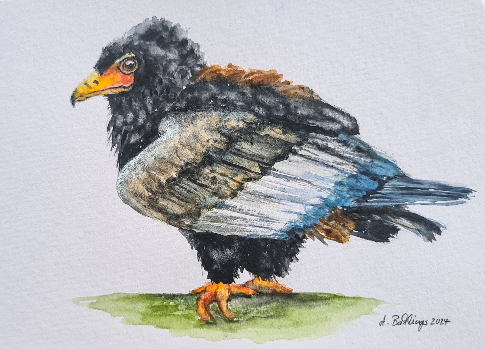 Ein Gaukler-Bateleur, Greifvogel gemalt mit Aquarellfarbe.