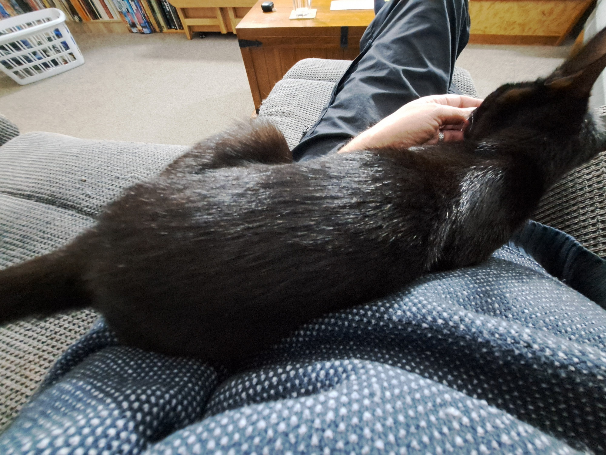 Snuggles with Percy (small black cat)

By snuggles, I mean he sits on what he wants and if that means a trapped arm,  so be it