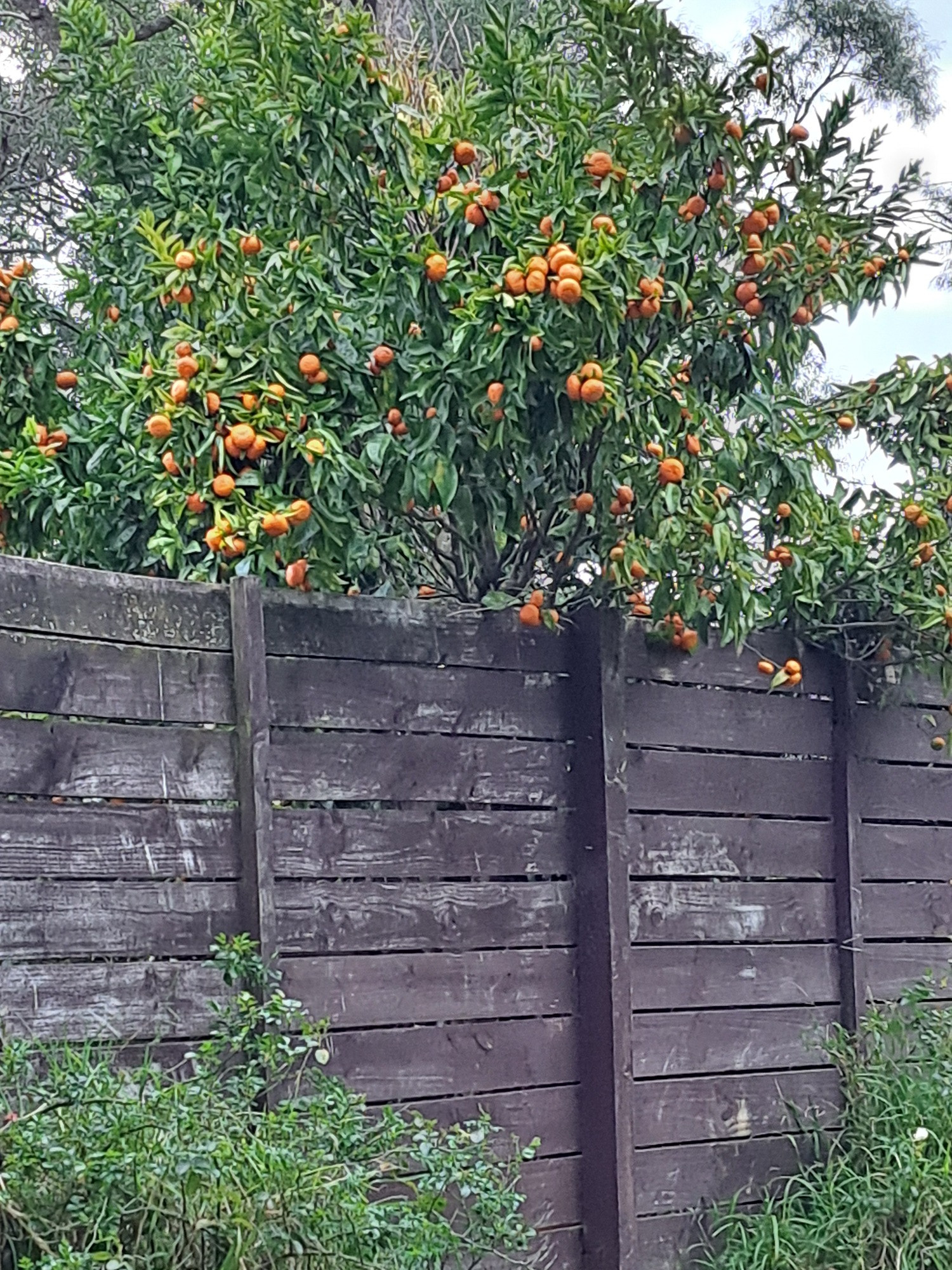 Neighbours Mandarin tree
He doesn't like them, so I've free reign