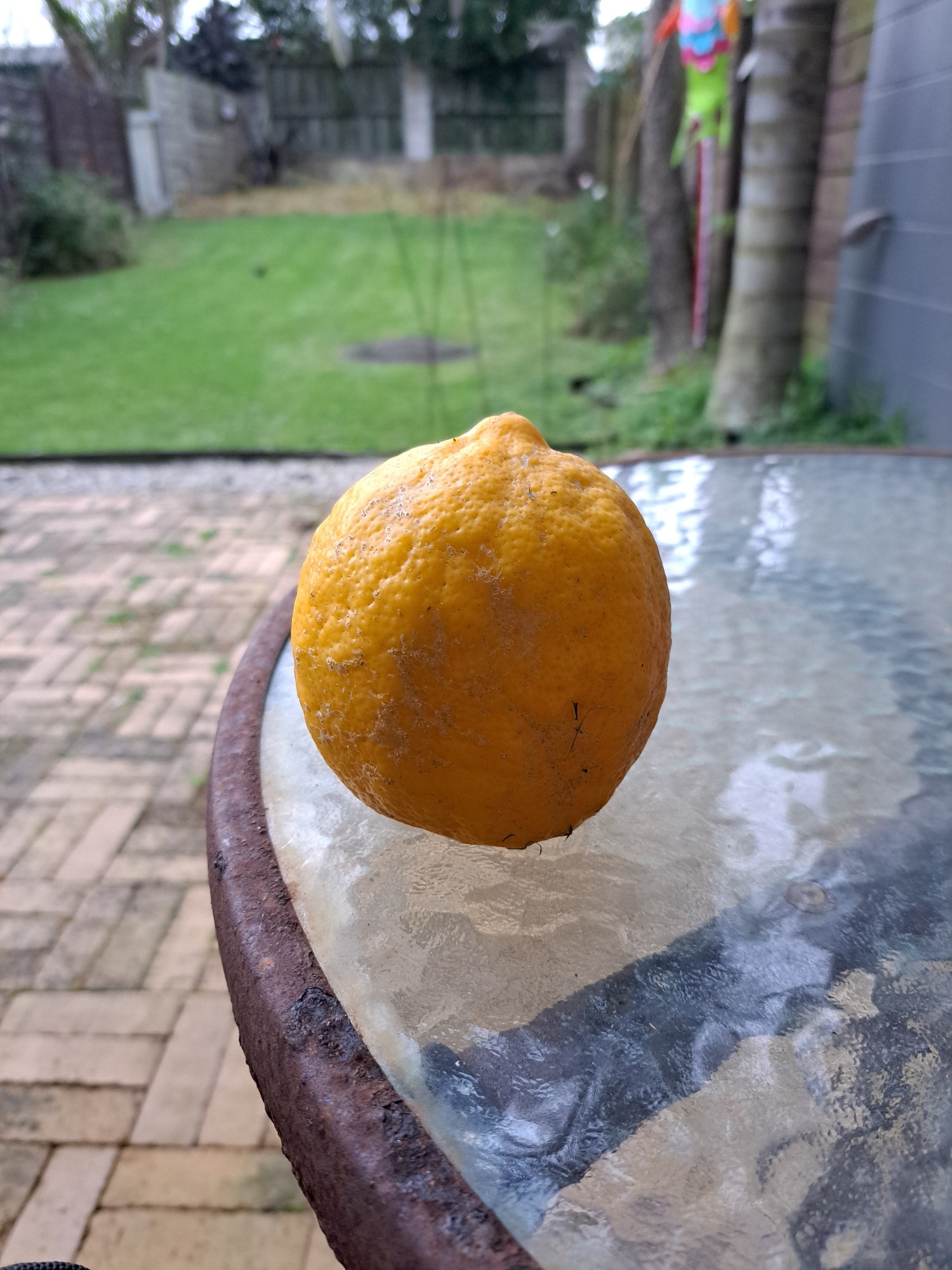 Other neighbours have a grapefruit tree

That one doesn't like grapefruit, so...

