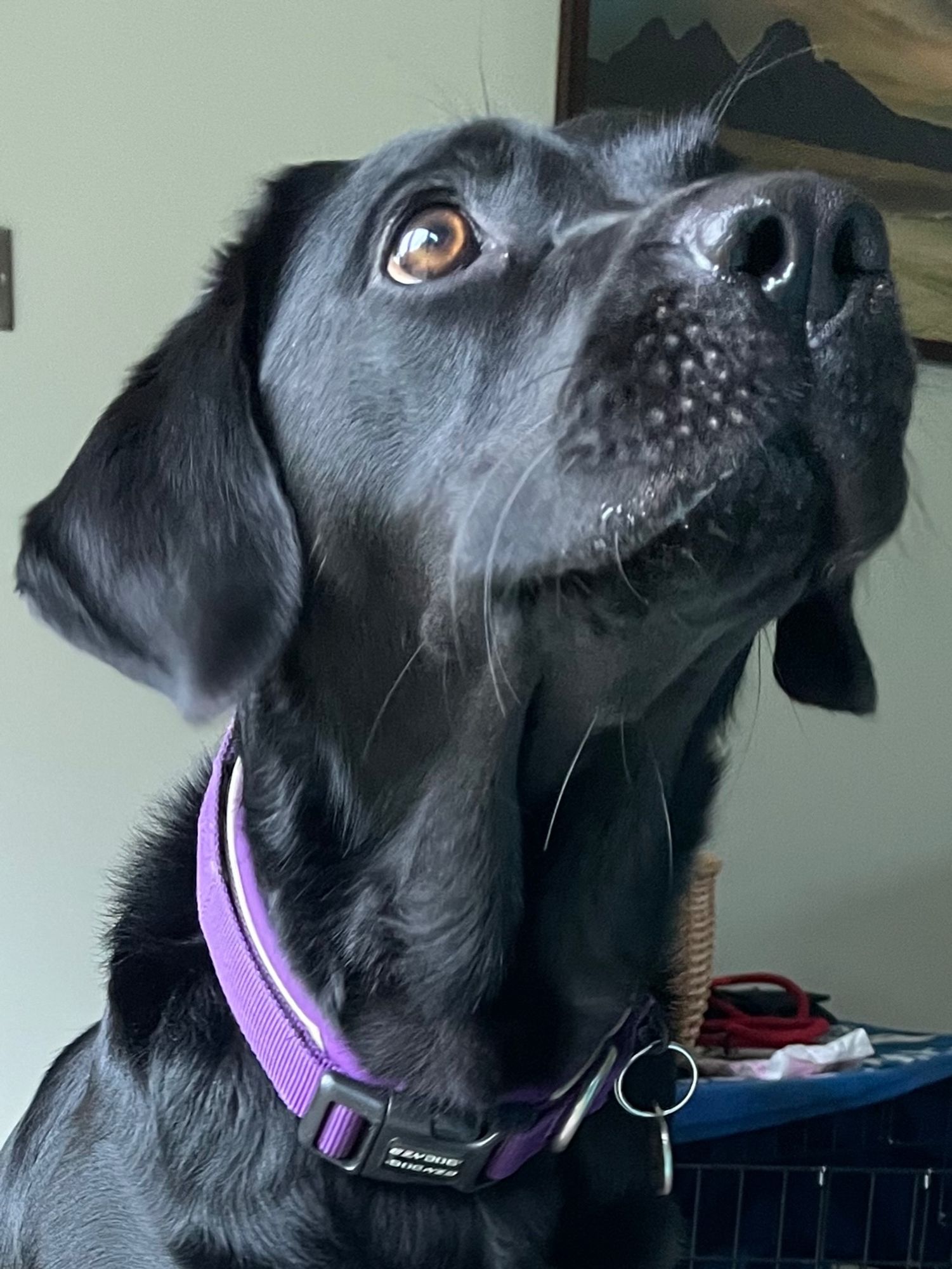 A black lab attempting the Jedi mind trick for cheese