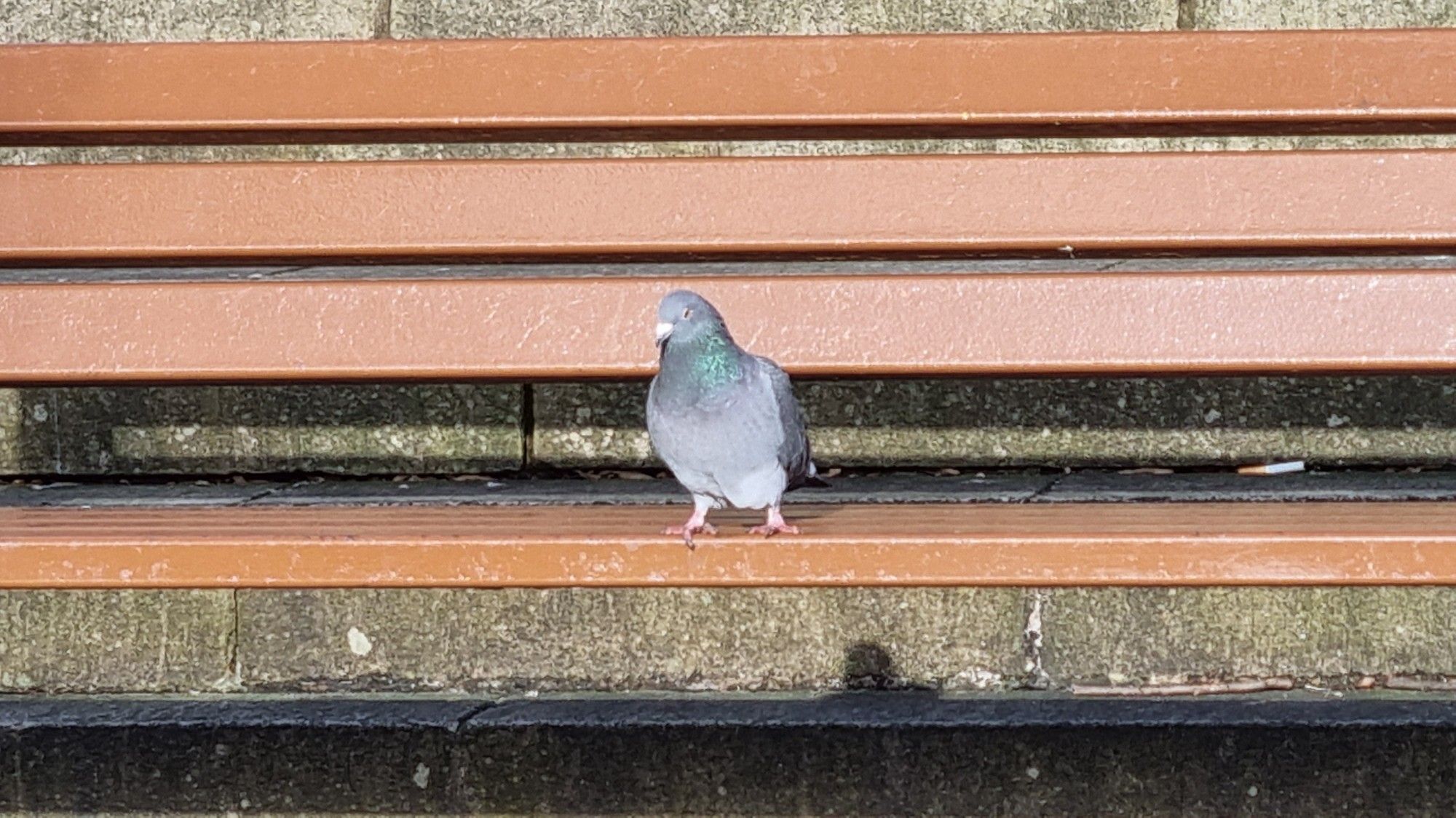 A lone pigeon sat on a park bench