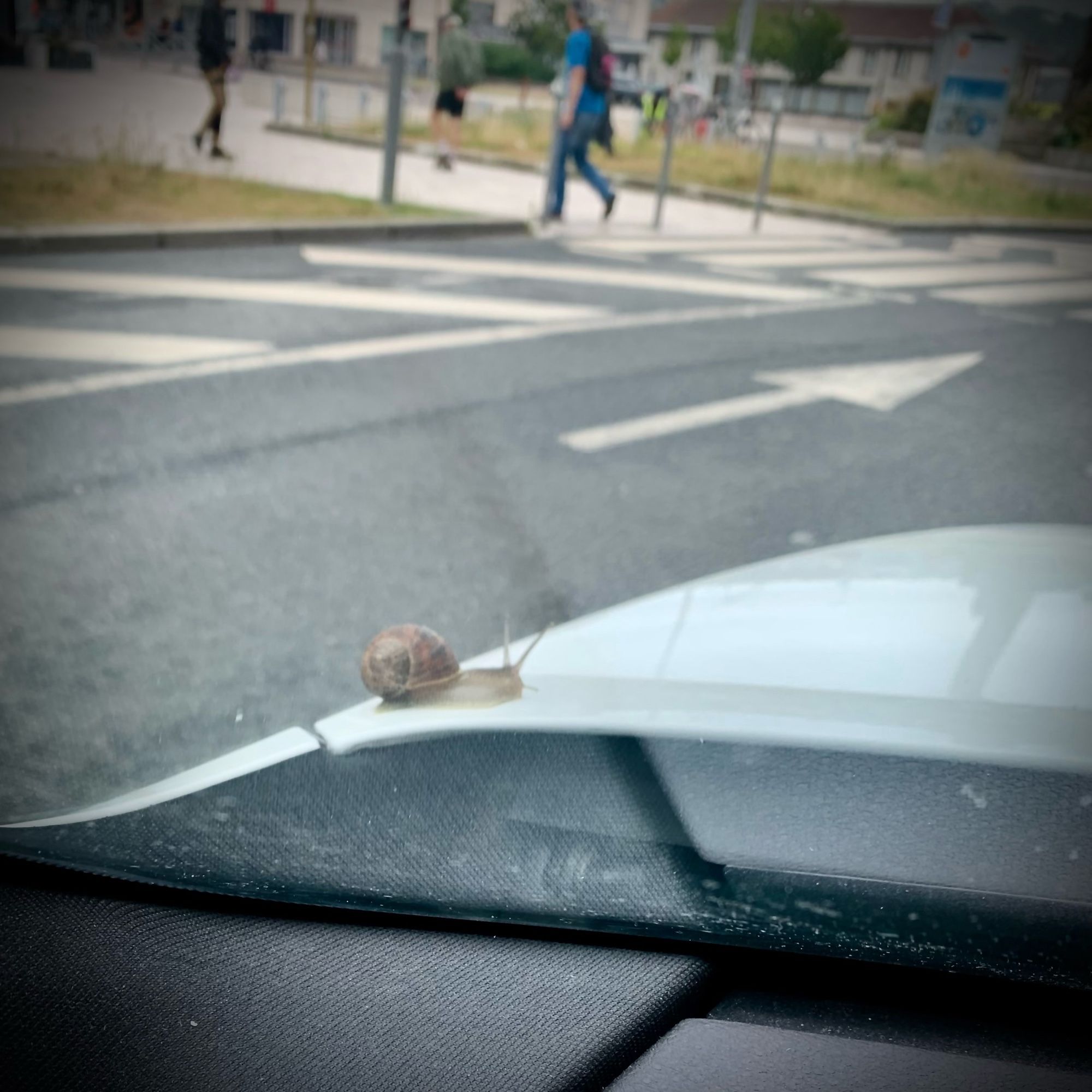 Un escargot sur le capot de la voiture