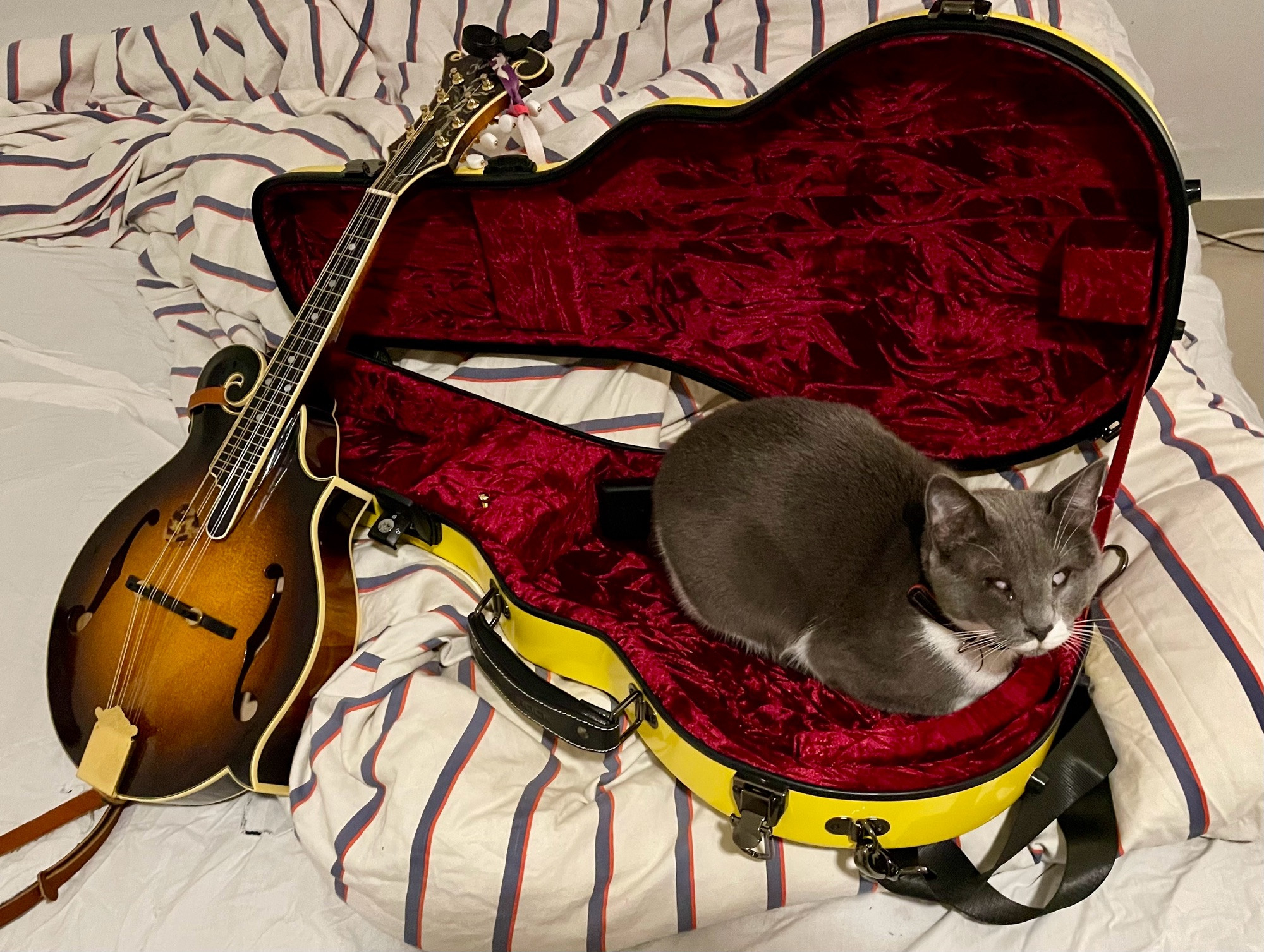 A grey and white cat in loaf position. His eyes are blank and obviously nonfunctional. He is sitting in a bright yellow  mandolin case with red velvet lining. An F-style mandolin is leaned against the open case 