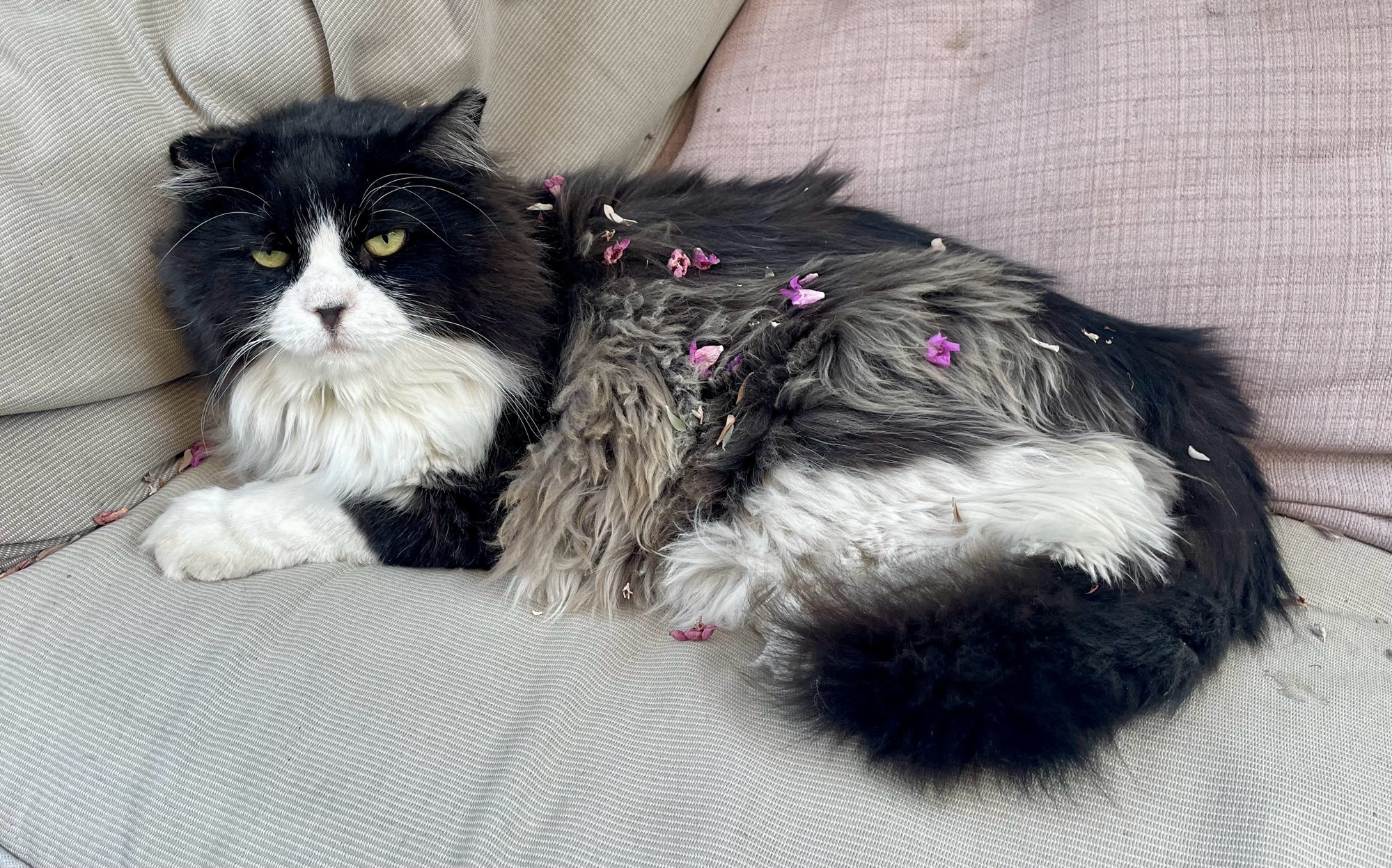 A floofy tuxie cat with purple blossoms scattered in his fur looking unimpressed