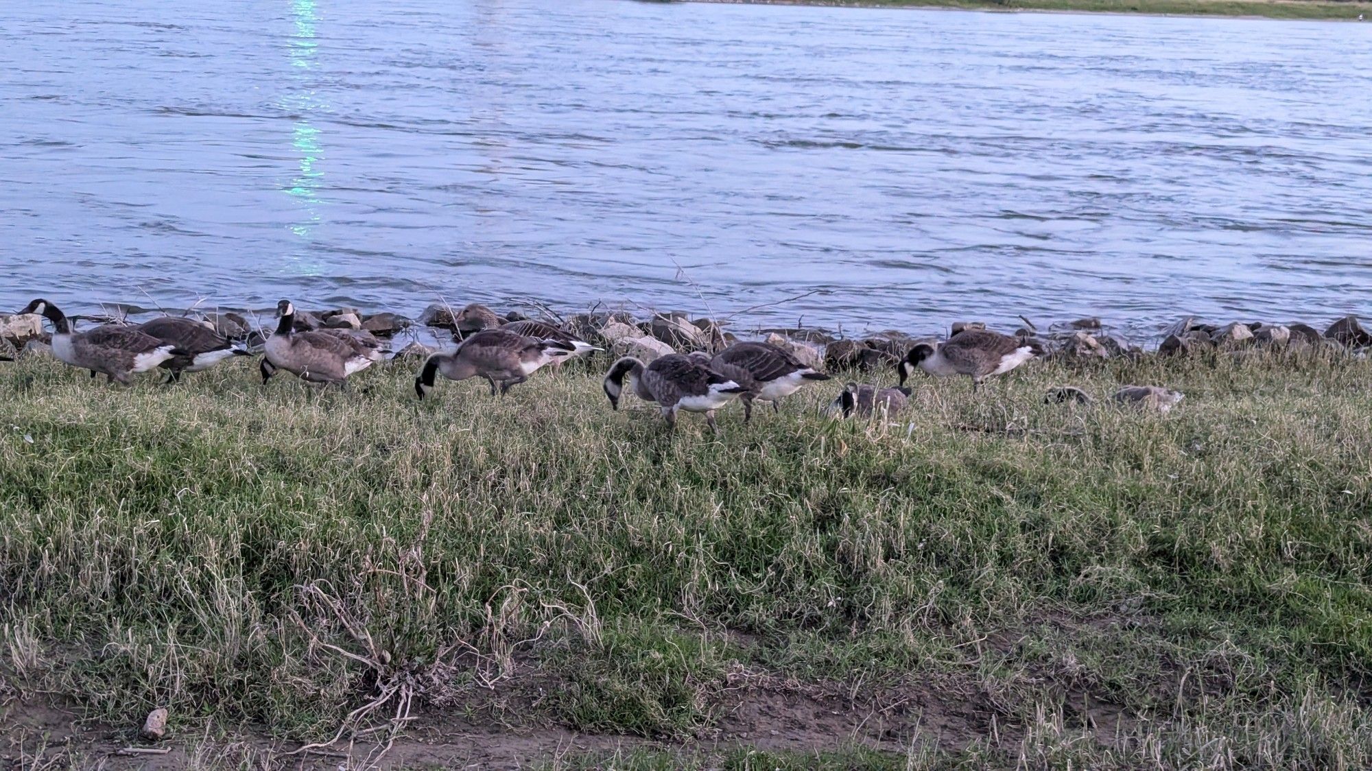 Eine große Familie aus Kanadagänsen, halbflügge Jungvögel dabei. Sie befinden sich an der Grenze der Rheinwiesen zum Rhein, direkt am Rheinufer. Abendlicht. Hinter den Gänsen der Blick auf das von Abendlicht geküsst Rheinwasser.