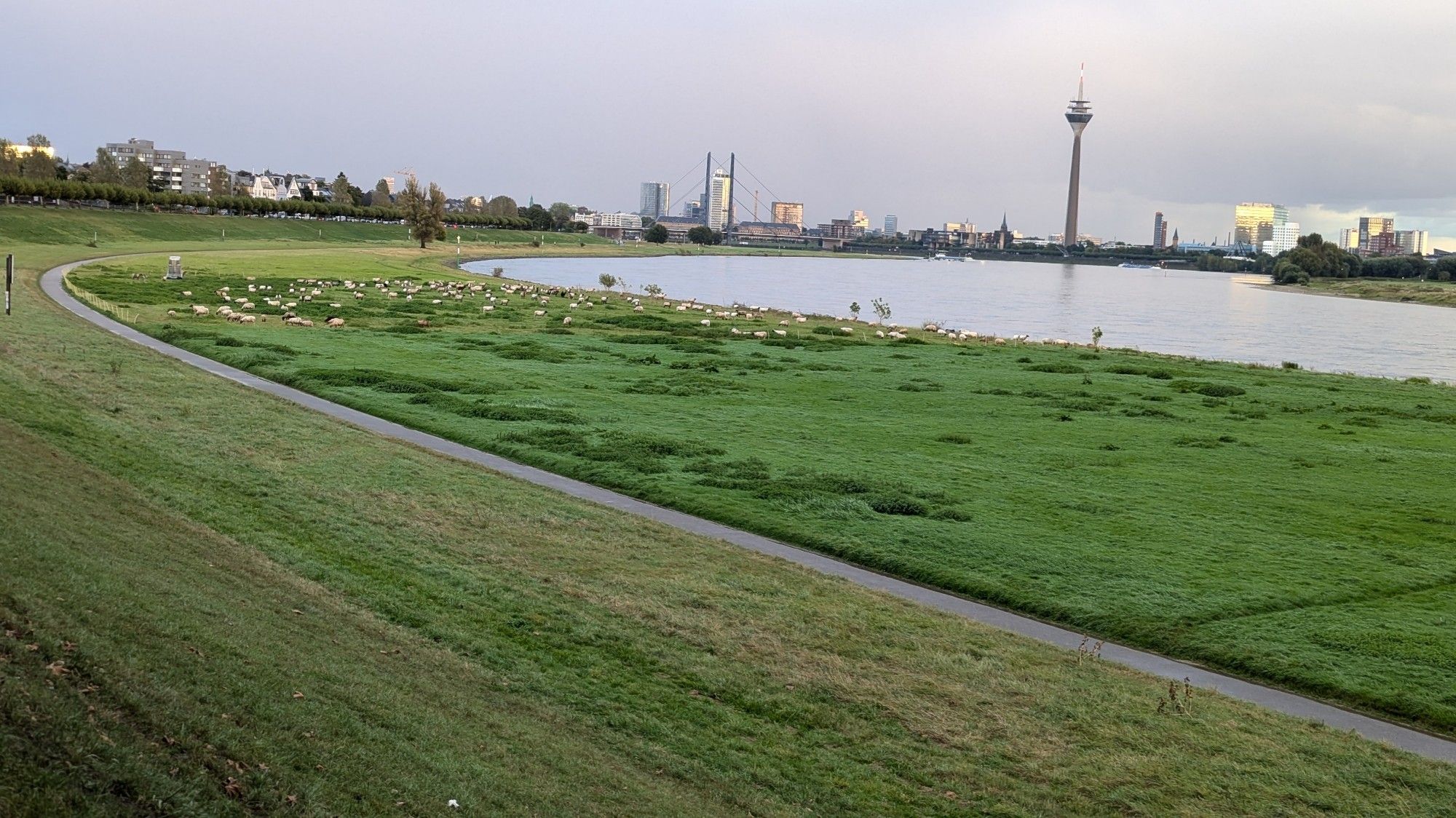 Das Bild zeigt eine grüne, flache Wiesenlandschaft entlang des Rheins in Düsseldorf, in der Schafe grasen. Im Hintergrund sieht man die Skyline von Düsseldorf mit dem Rheinturm und modernen Gebäuden, darunter eine Brücke über den Rhein. Die Szenerie vermittelt eine ruhige Atmosphäre mit einer Mischung aus Natur und urbaner Landschaft.