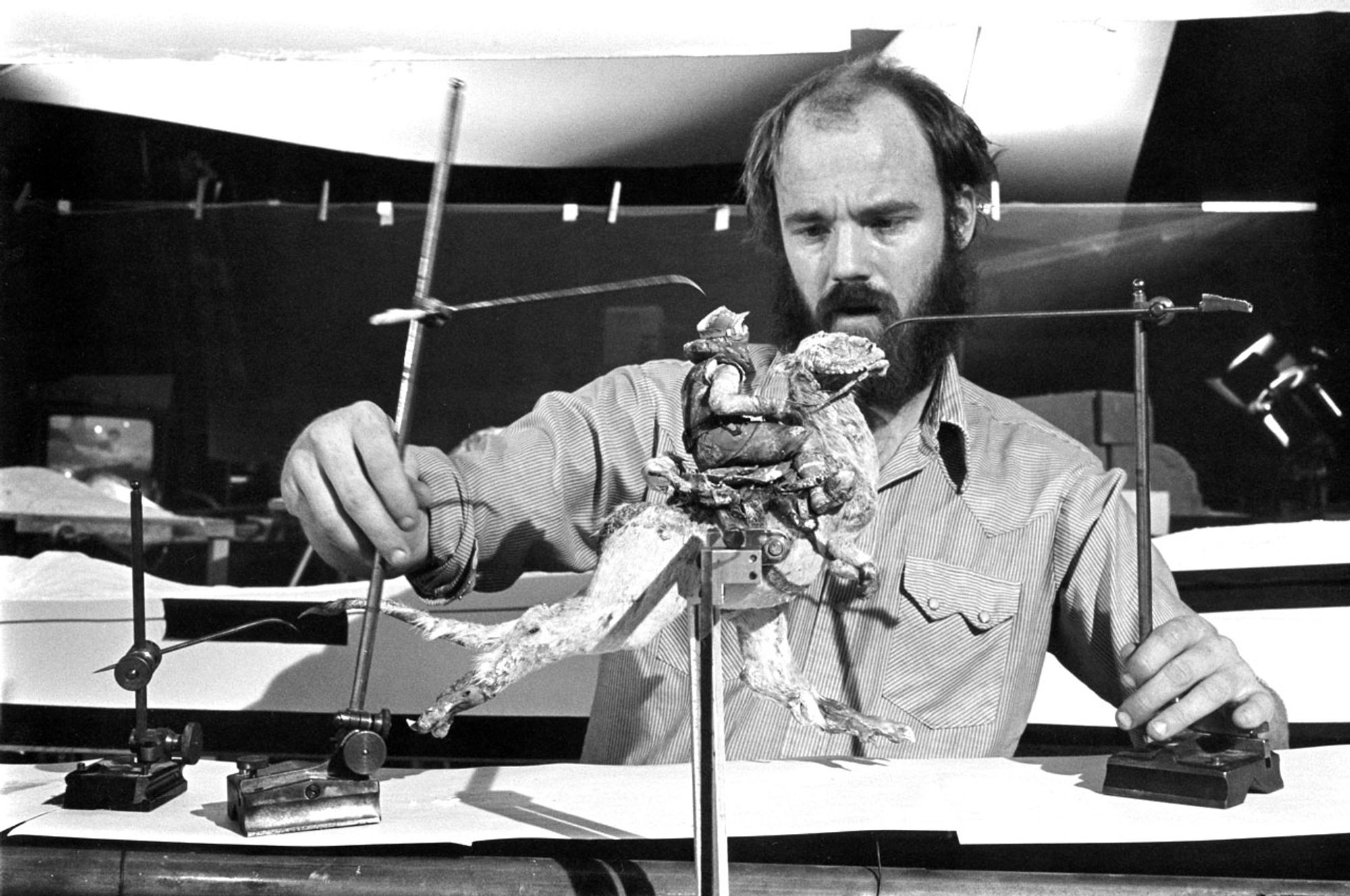 Phil Tippett bringing life to a stop-motion Tauntaun for The Empire Strikes Back (1980).