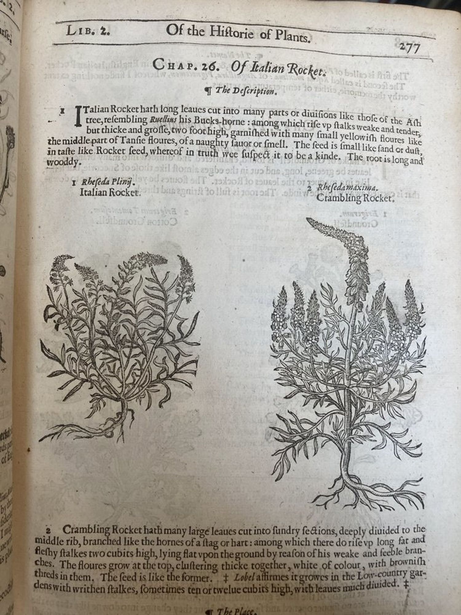 Gerarde's Herball, 1633, p. 277, with two botanical woodcuts and text reading "Of Italian Rocket ...  Italian Rocket hath long leaves cut into many parts or divisions like those of the Ash tree, resembling Ruellius his Bucks-horne: among which rise up stalks weake and tender, but thicke and grosse, two foot high, garnished with many small yellowish floures like the middle part of Tansie floures, of a naughty savor or smell.  The feed is small like sand or dust, in taste like Rocket seed, whereof in truth wee suspect it to be a kinde.  The root is long and wooddy."