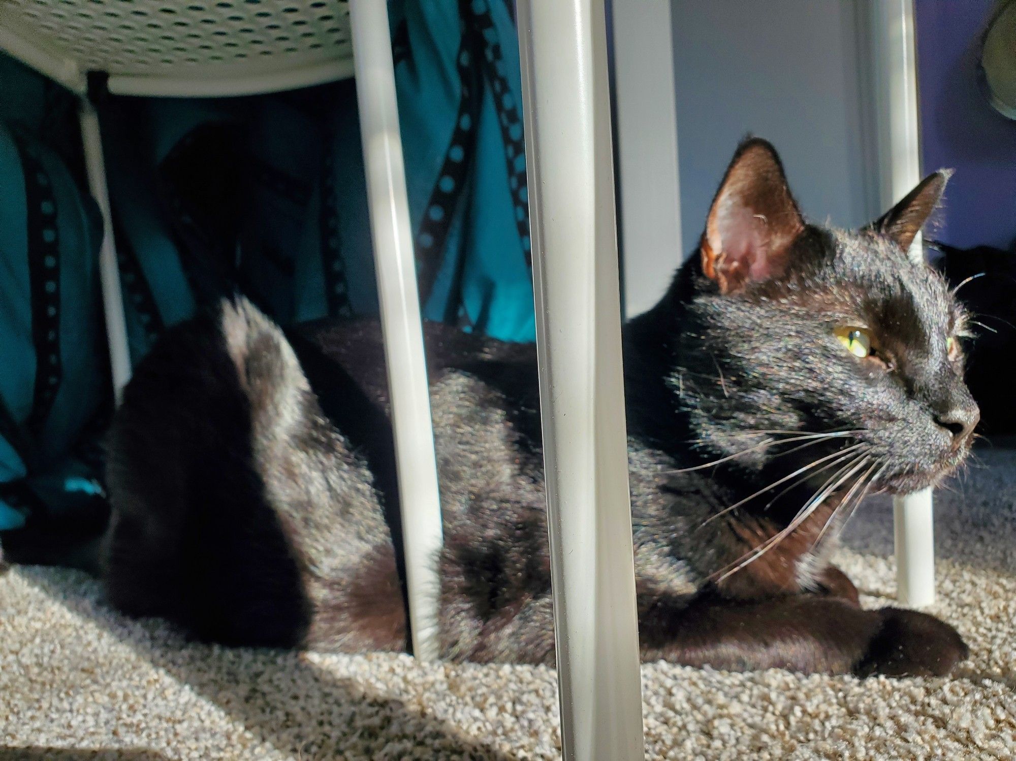 Sunlit cat being handsome