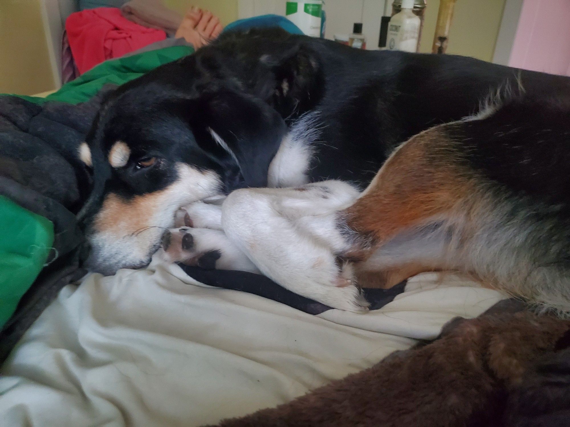 Sleepy eyebrows dog curled up in a paw pile