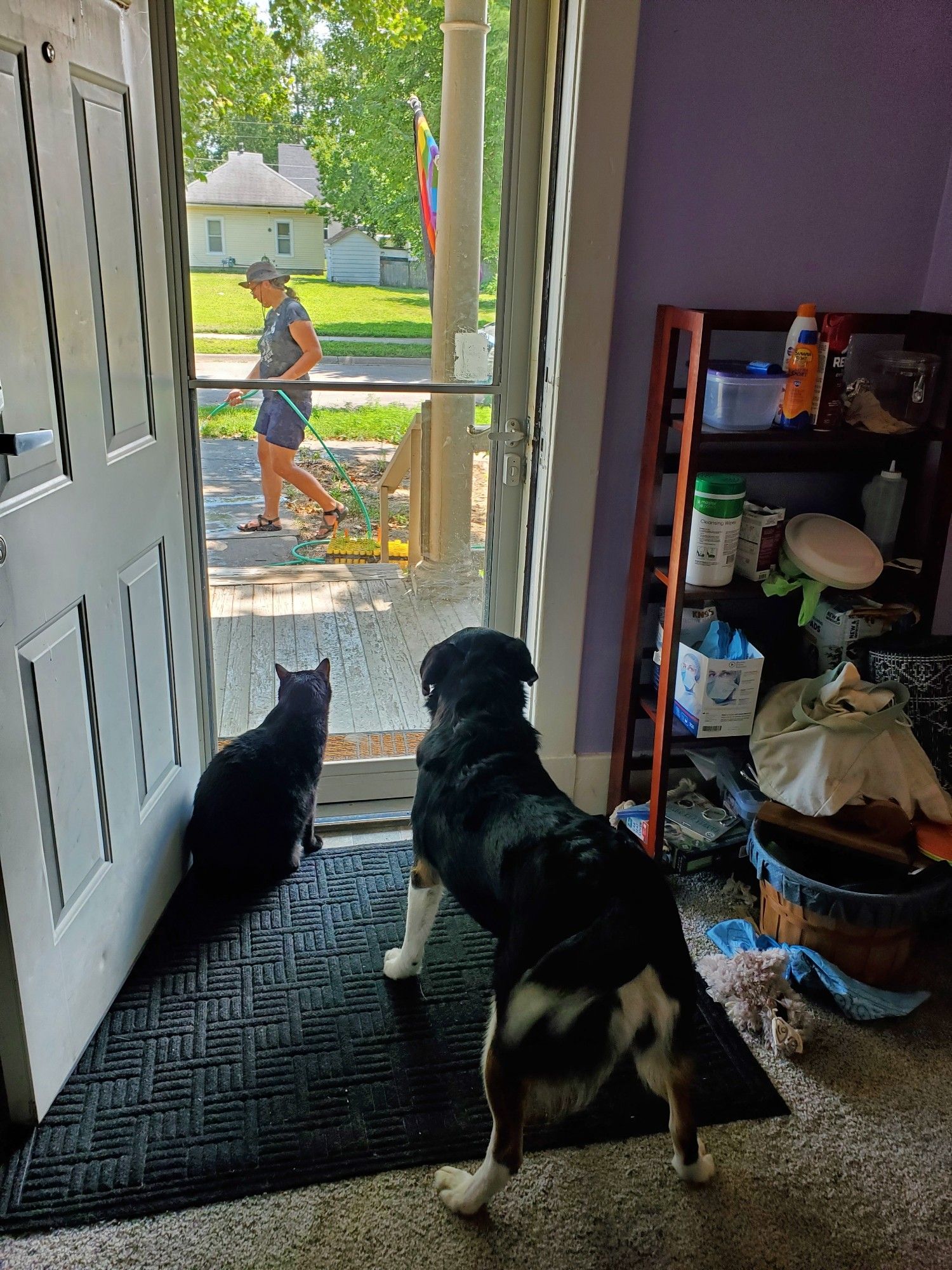 Black cat and dog looking out the scewwn door at my wife