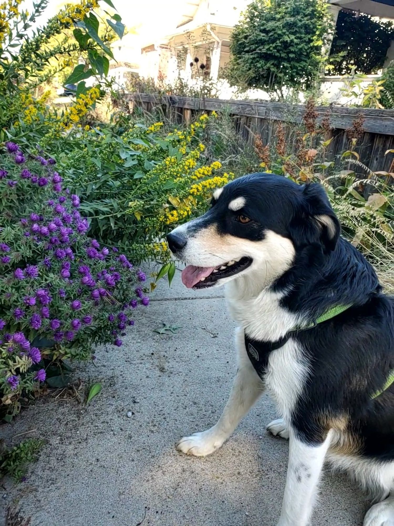 Smiling eyebrows dog in front of a garden