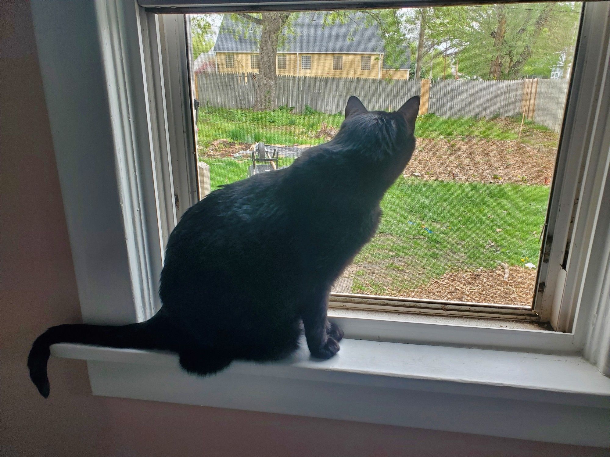 Black cat on windowsill looking out window