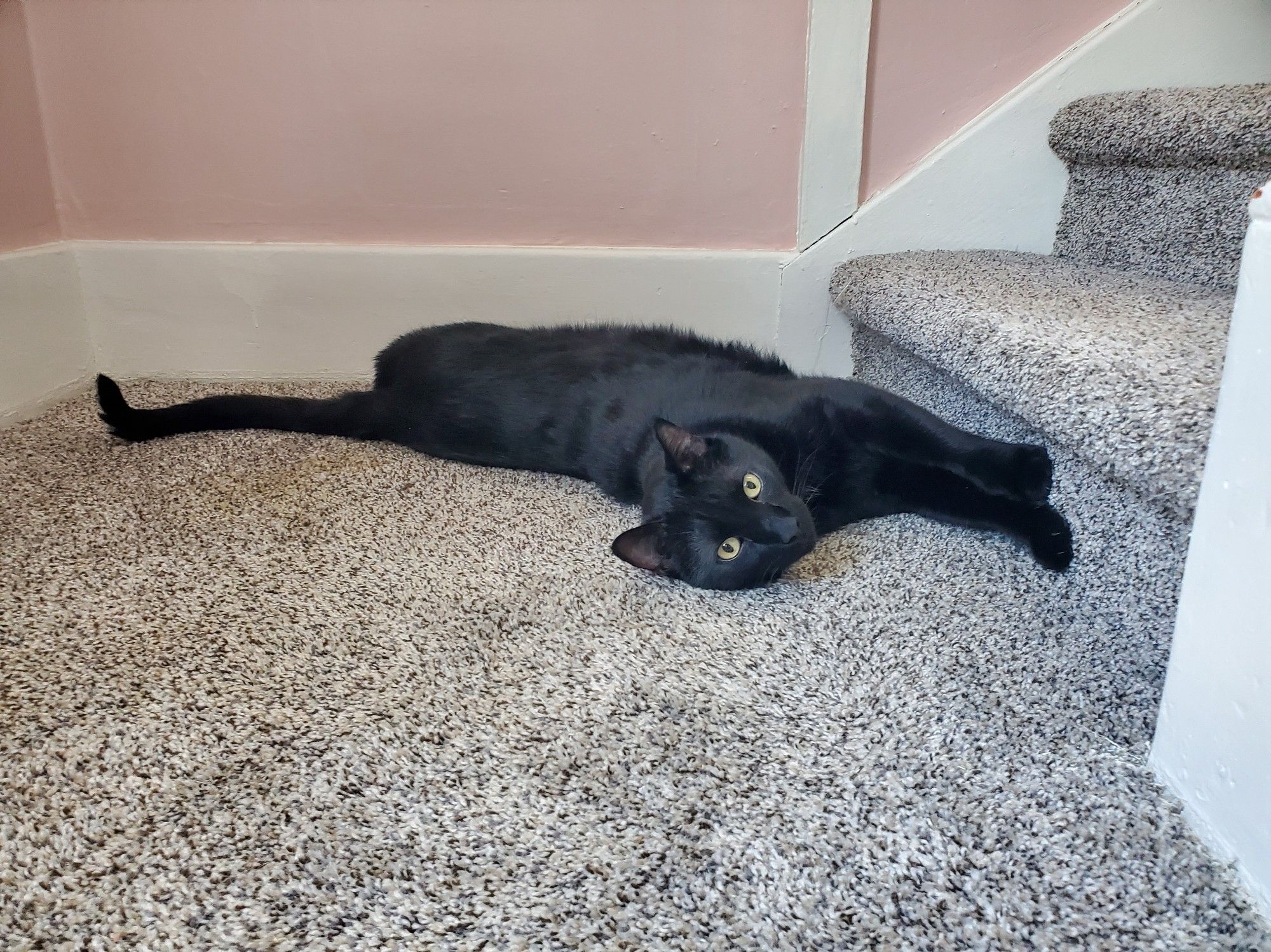 Stretchy black cat