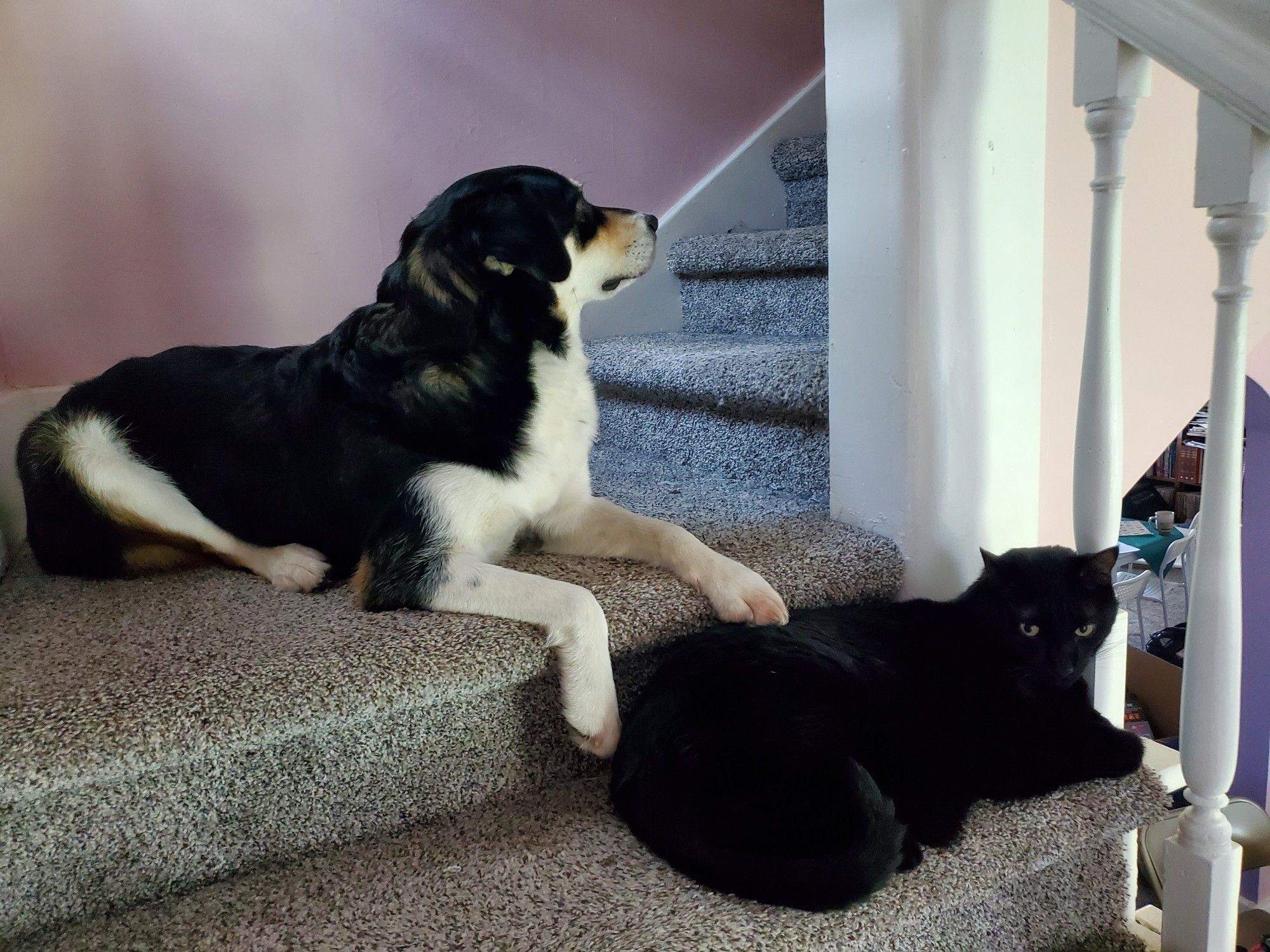 Dog hanging out with black cat on stairs (nb: we got that paw looked at and she's on meds)