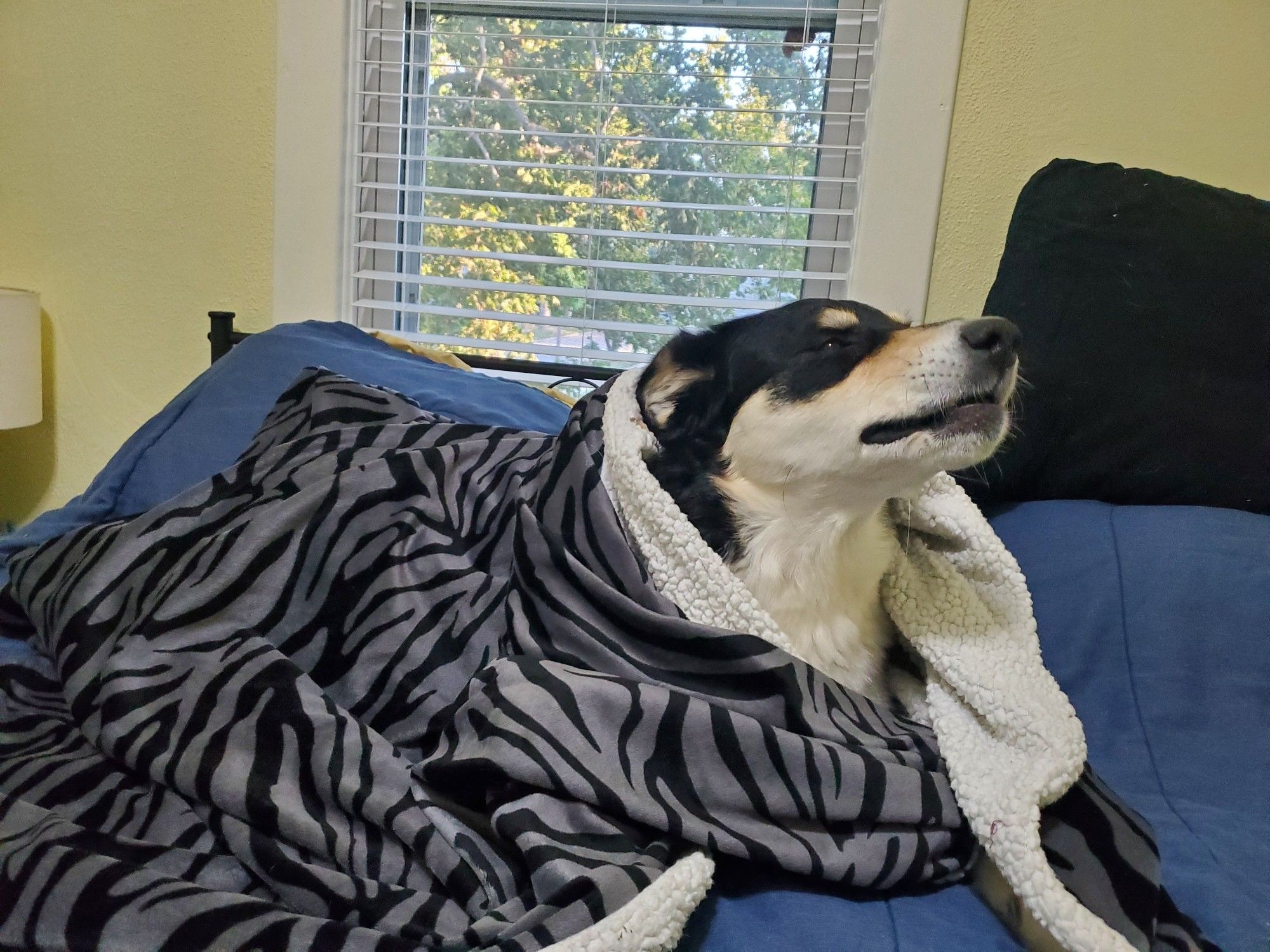 Dog in blanket about to yawn