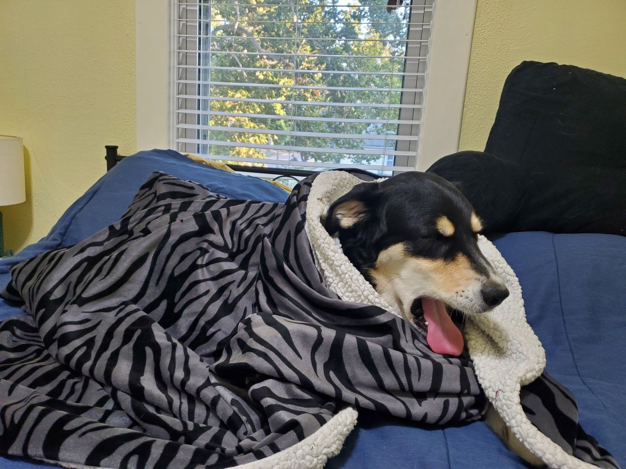 Dog in blanket yawning