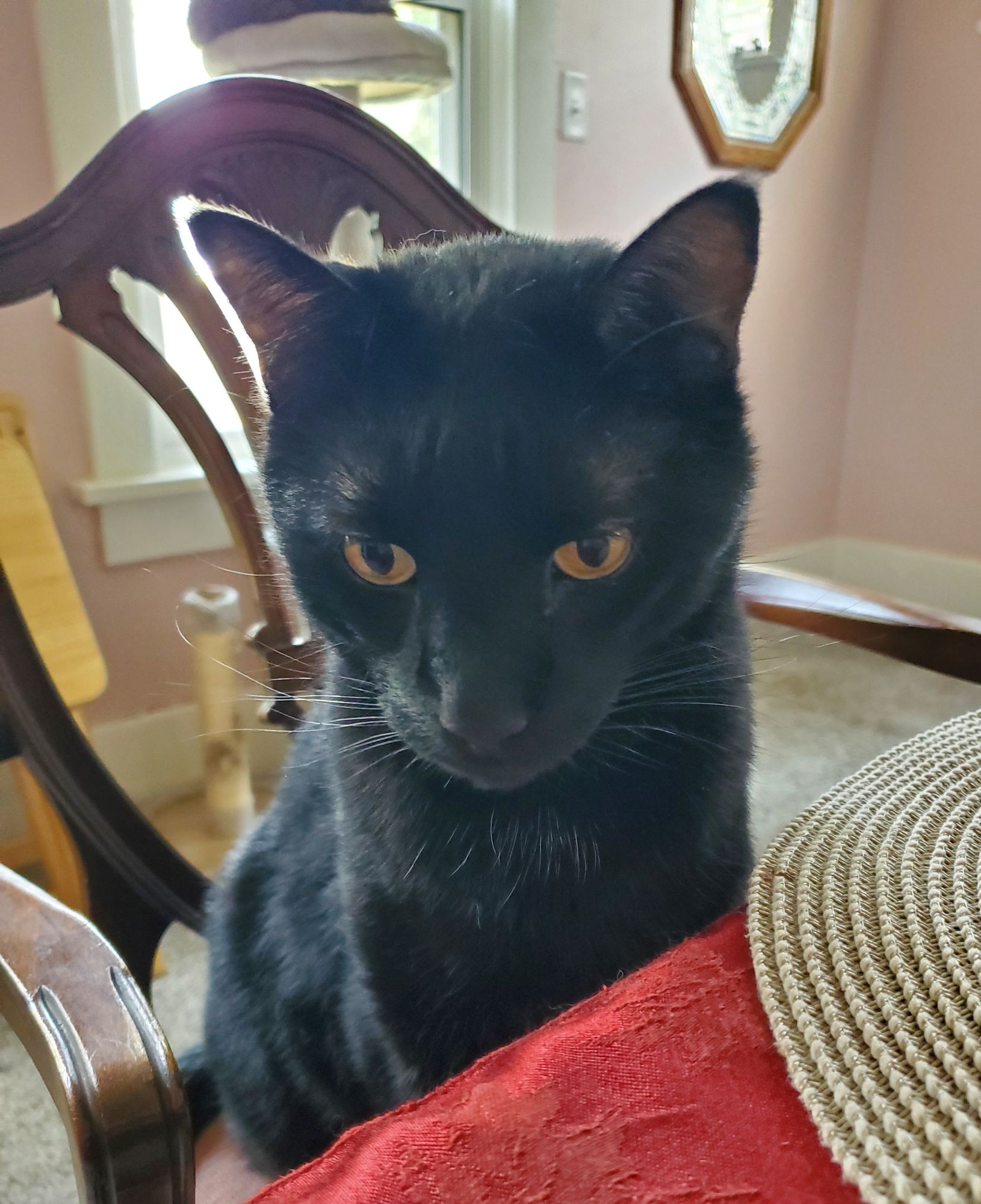 Black cat sitting at dining room table like a man