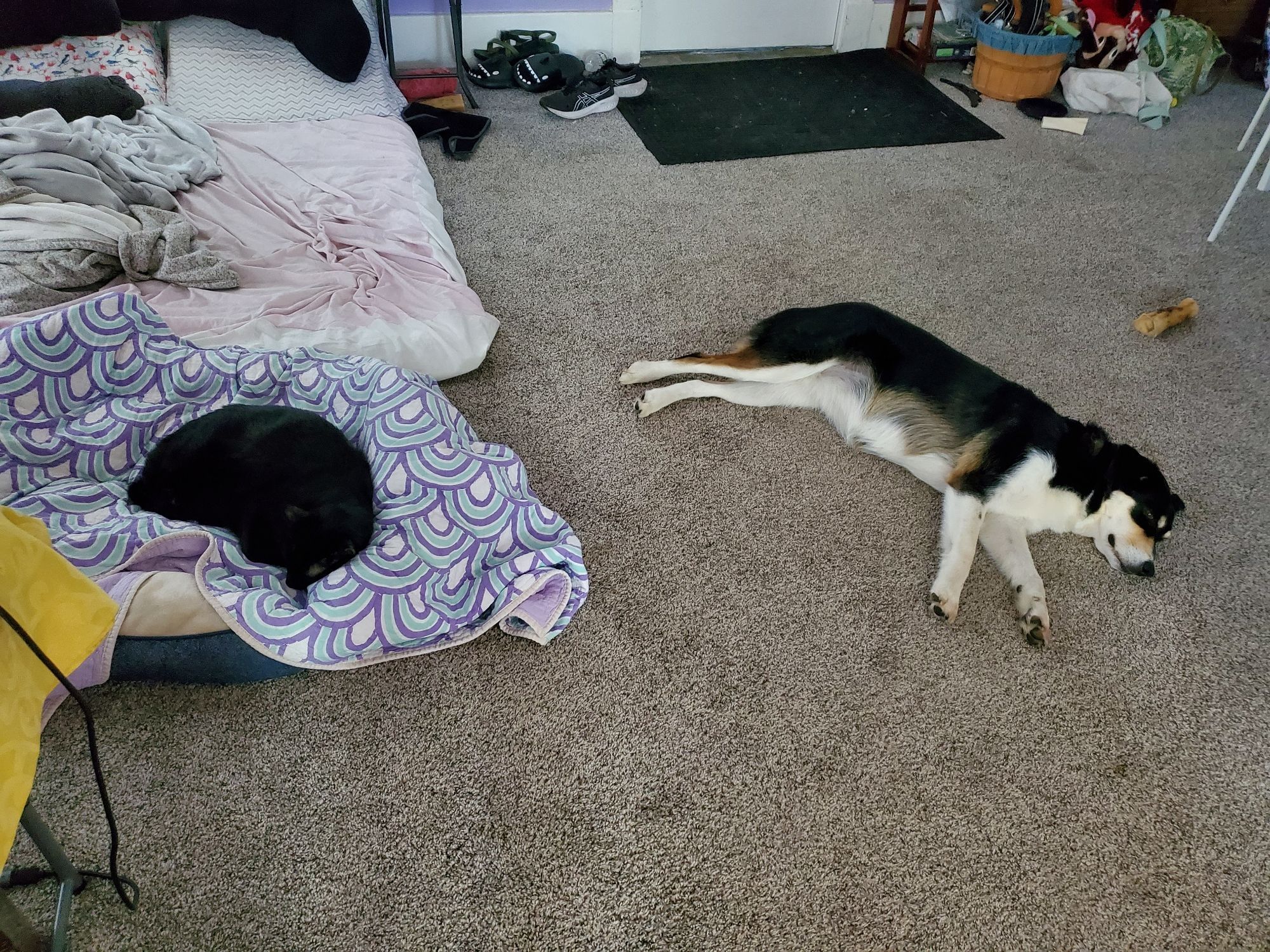 Black cat in dog's bed. Dog on floor