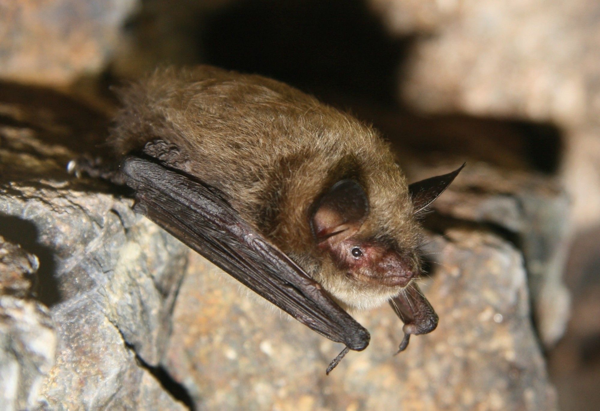 Little brown bat