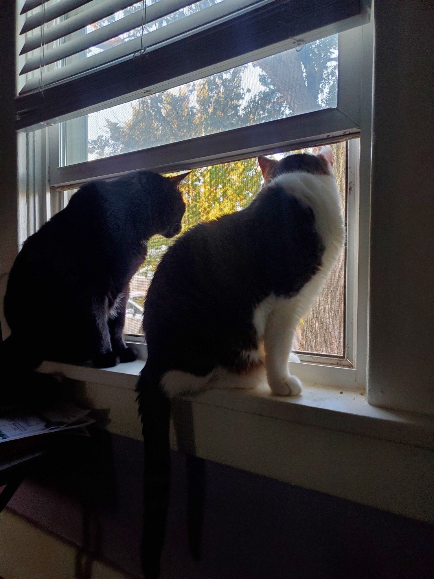 A black cat and a brown and white tabby cat looking out the window