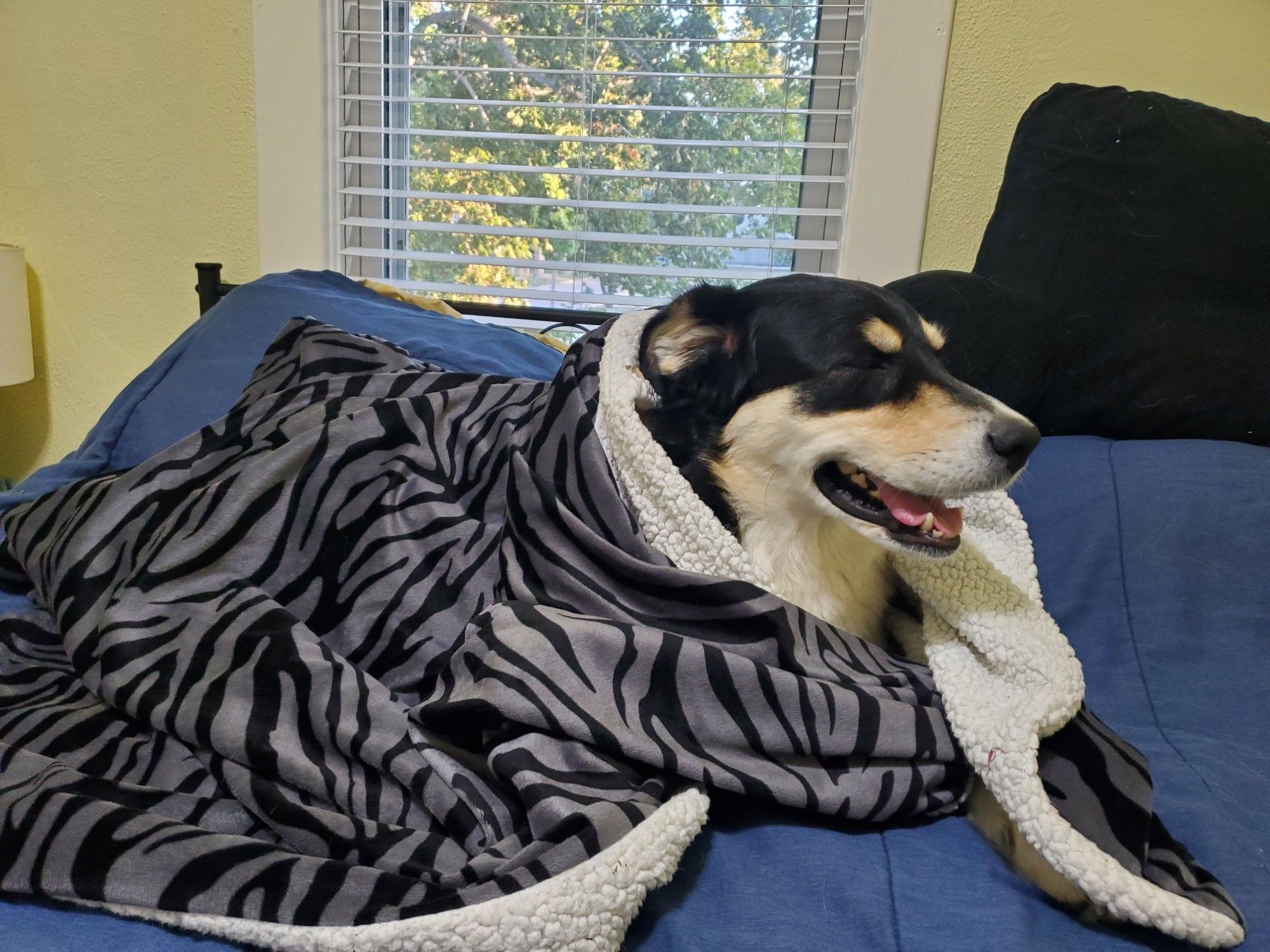 Dog in blanket with dog smile