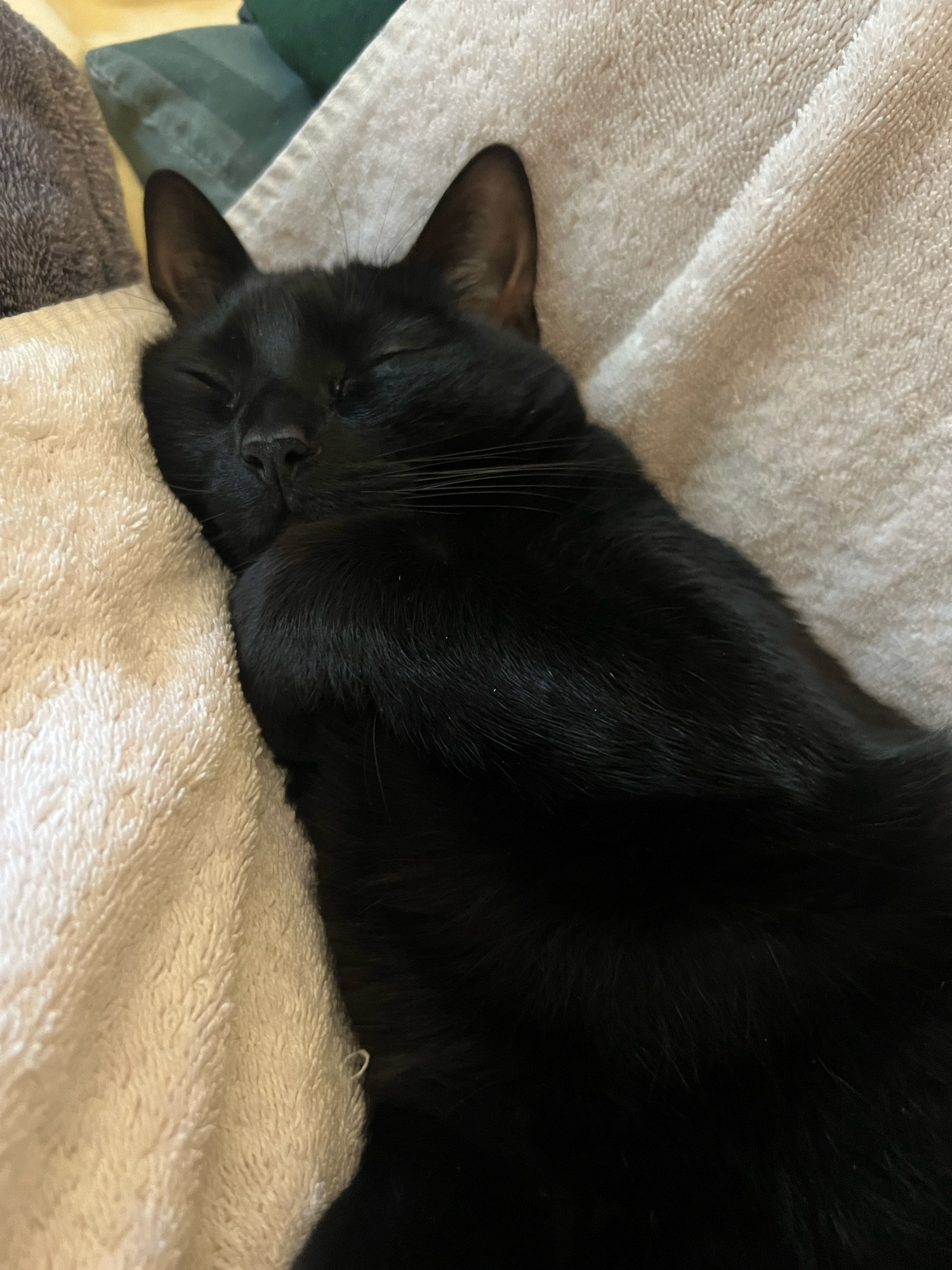 A young black cat is fast asleep with her paw under her chin