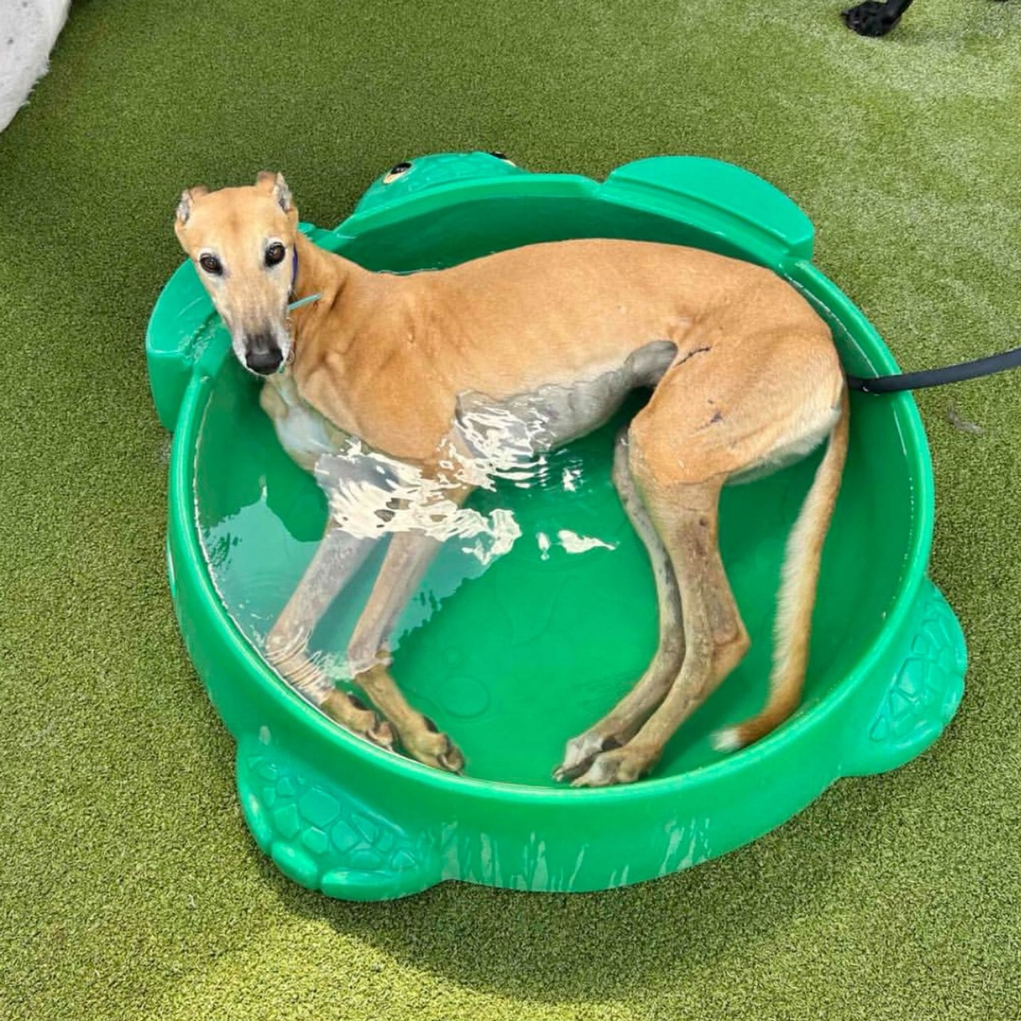 A fawn greyhound in a green turtle kiddie pool