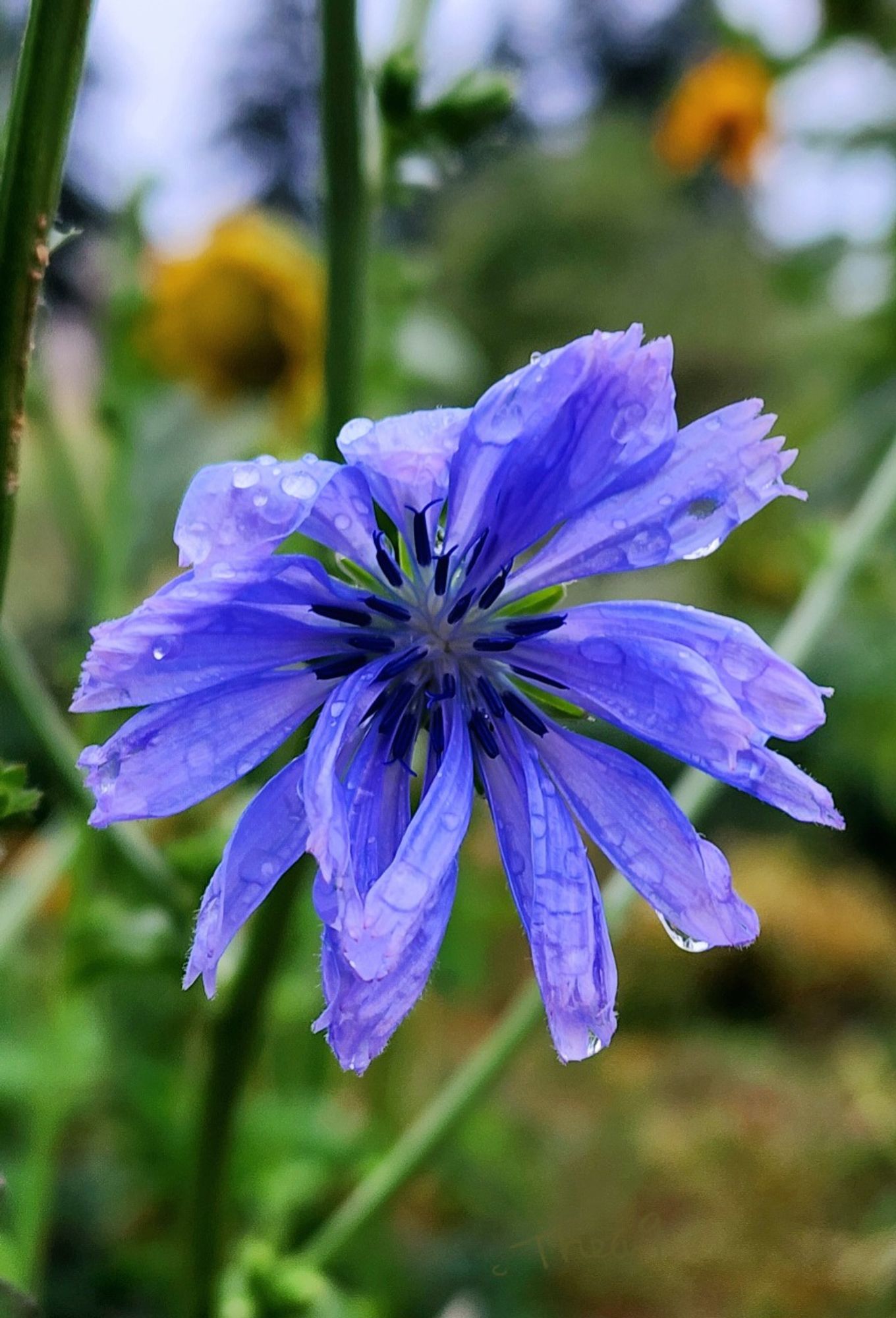 Blue blooming sugarloaf chicory covered in raindrops with blurry sunflowers in the distance.