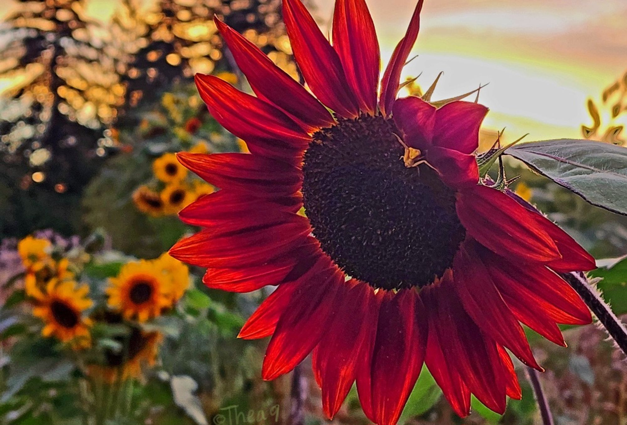 A red sunflower sporting a gold flower spider sways in the evening breeze as the sun sets. Other sunflowers and tall trees fill the background. ❤️🧡💛🌻