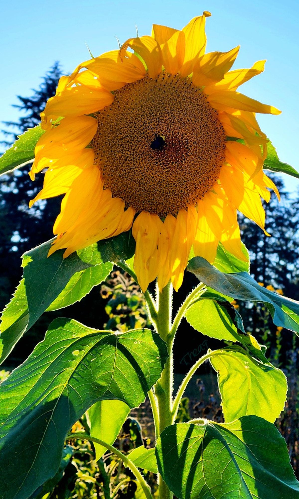 A tall Titan sunflower backlit with the setting sun features a big Bombus vosnesenskii bumblebee circling the center like a bullseye. 🌻