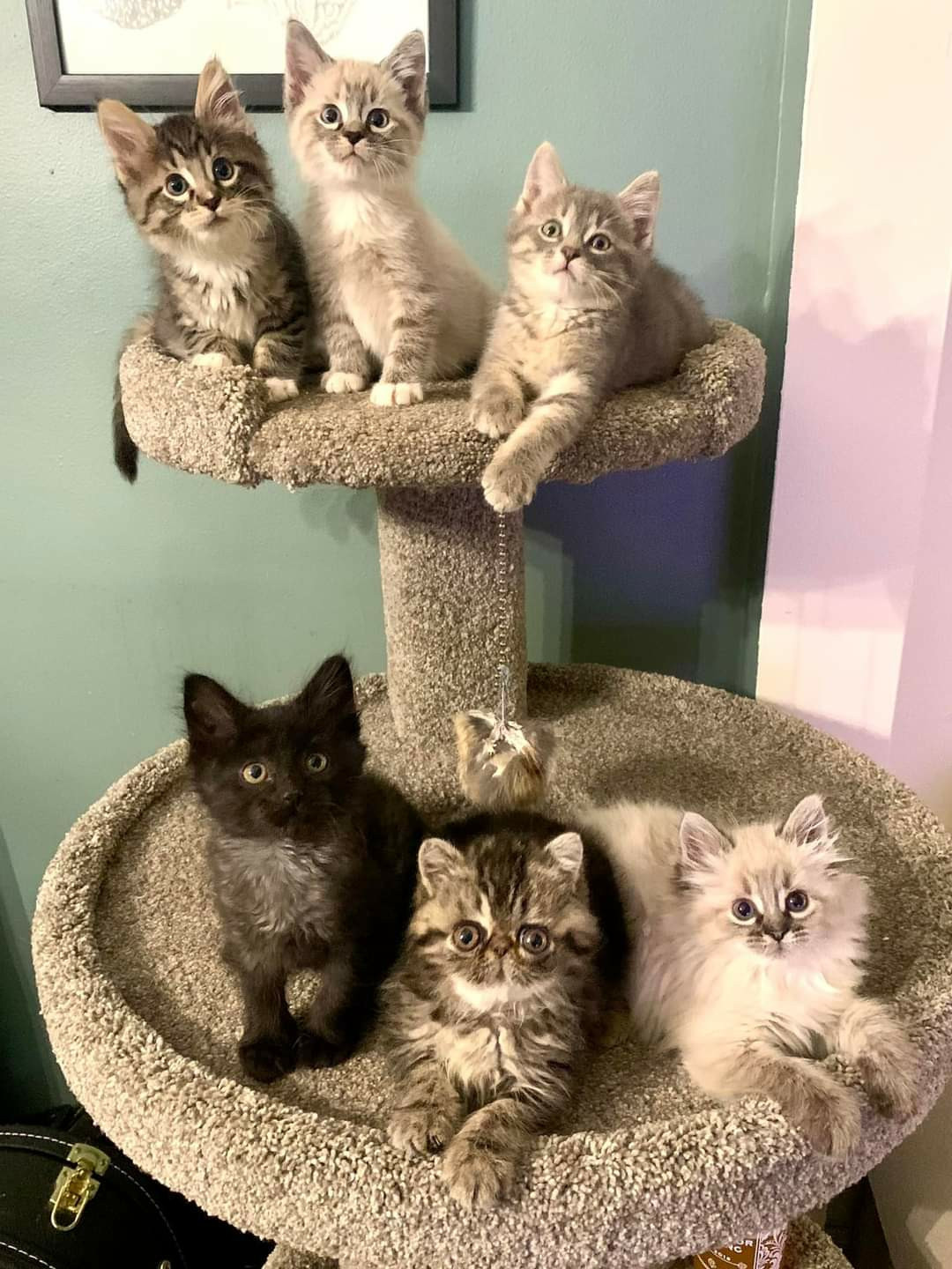 Six nine-ish week old kittens posed in a cat tree. On the top level, left to right: a floofy brown tabby, a siamese/color point, and a grey tabby.
On the lower level, left to right: a smokey gray/black kitten, a brown tabby Persian with a flat face, and a floofy siamese/color point