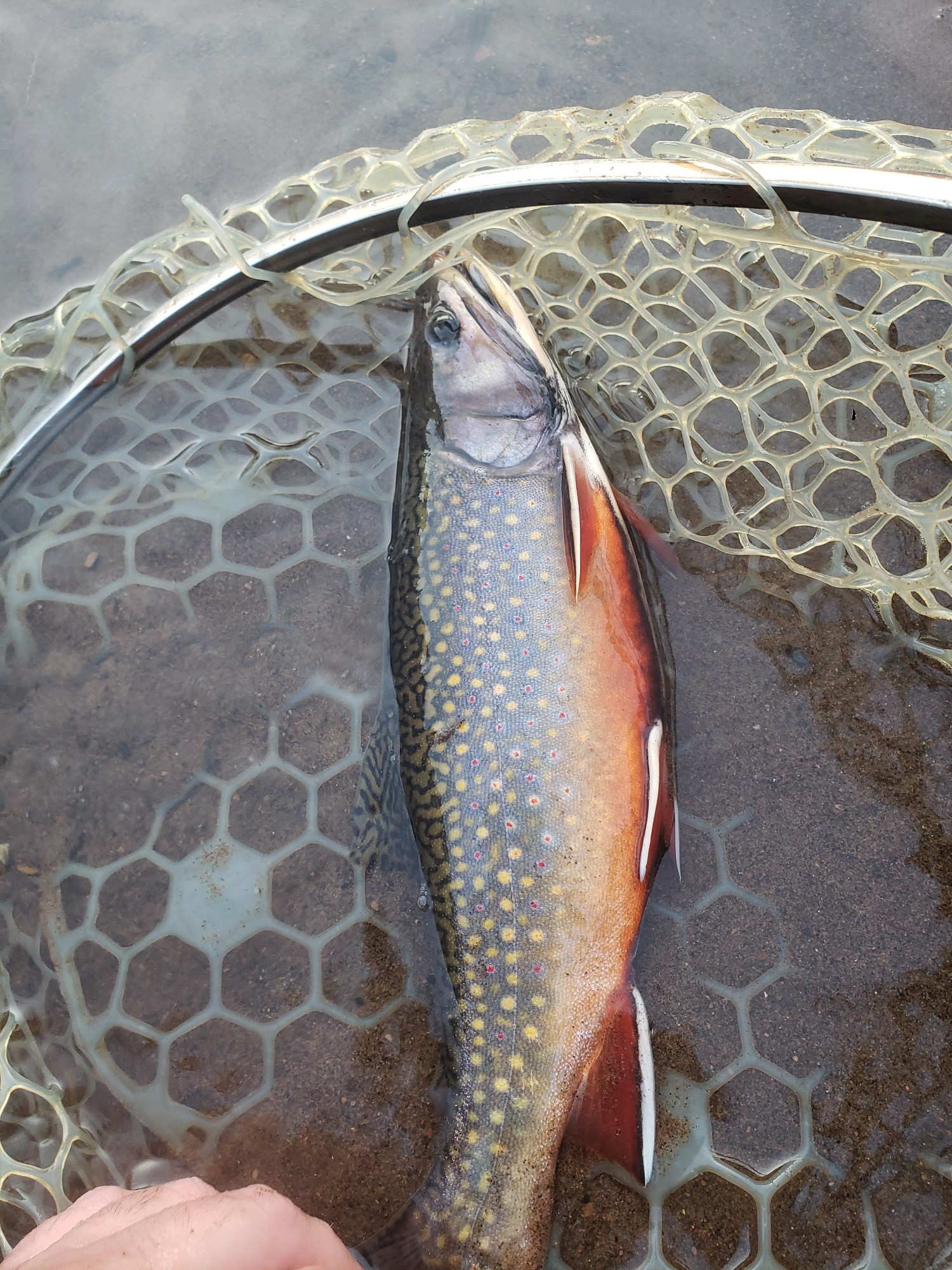 A large male pre-spawn brook trout in a net, with a bright orange/red belly 