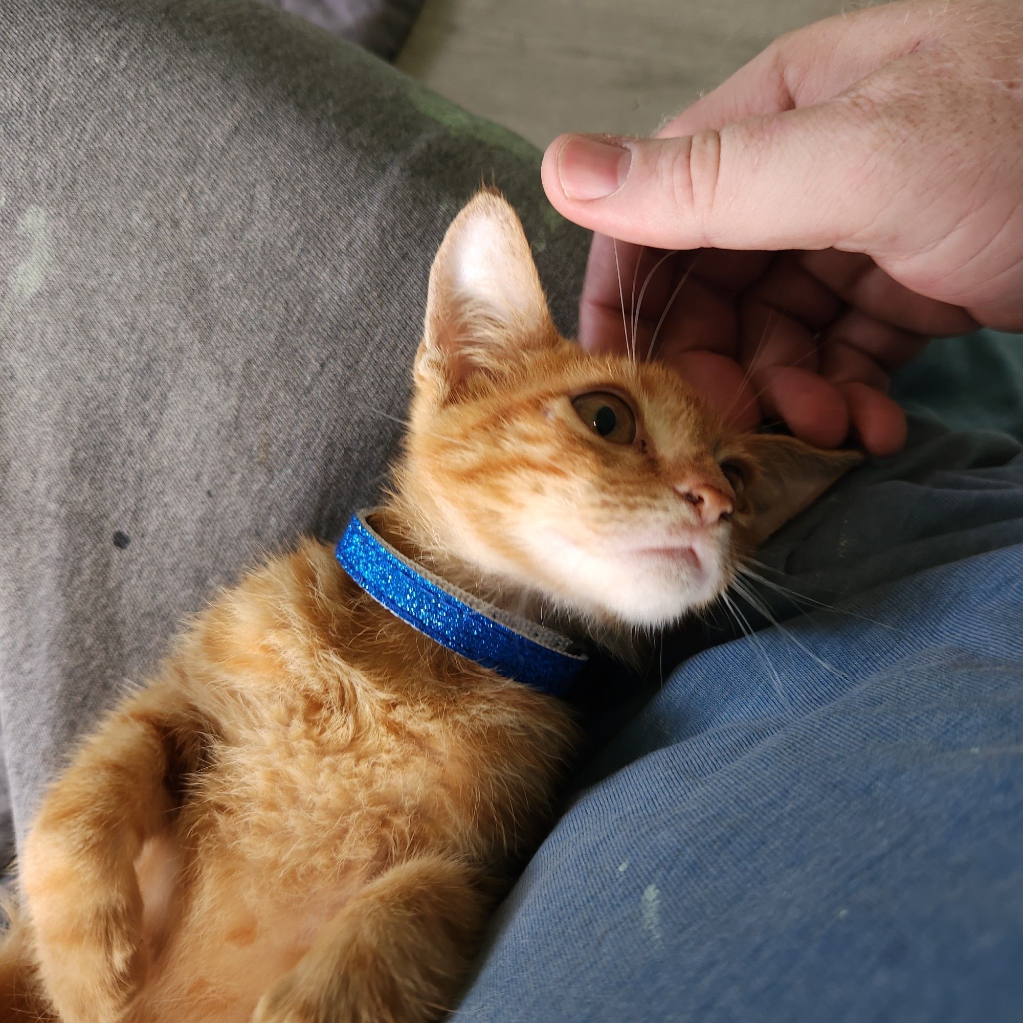 Lucky my orange kitten with a blue collar.