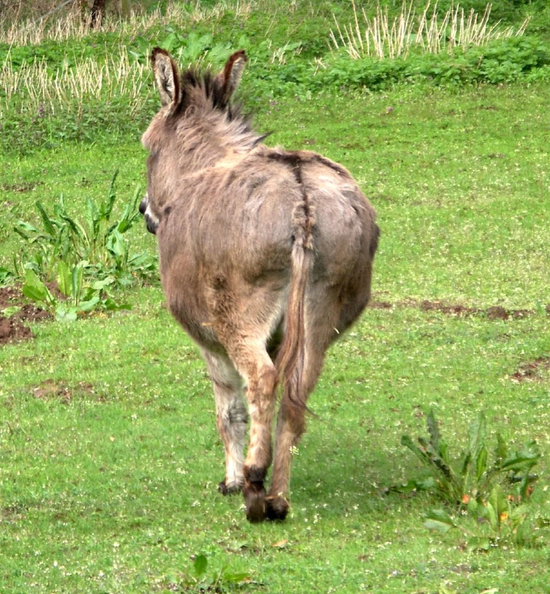 A donkeys rear end.