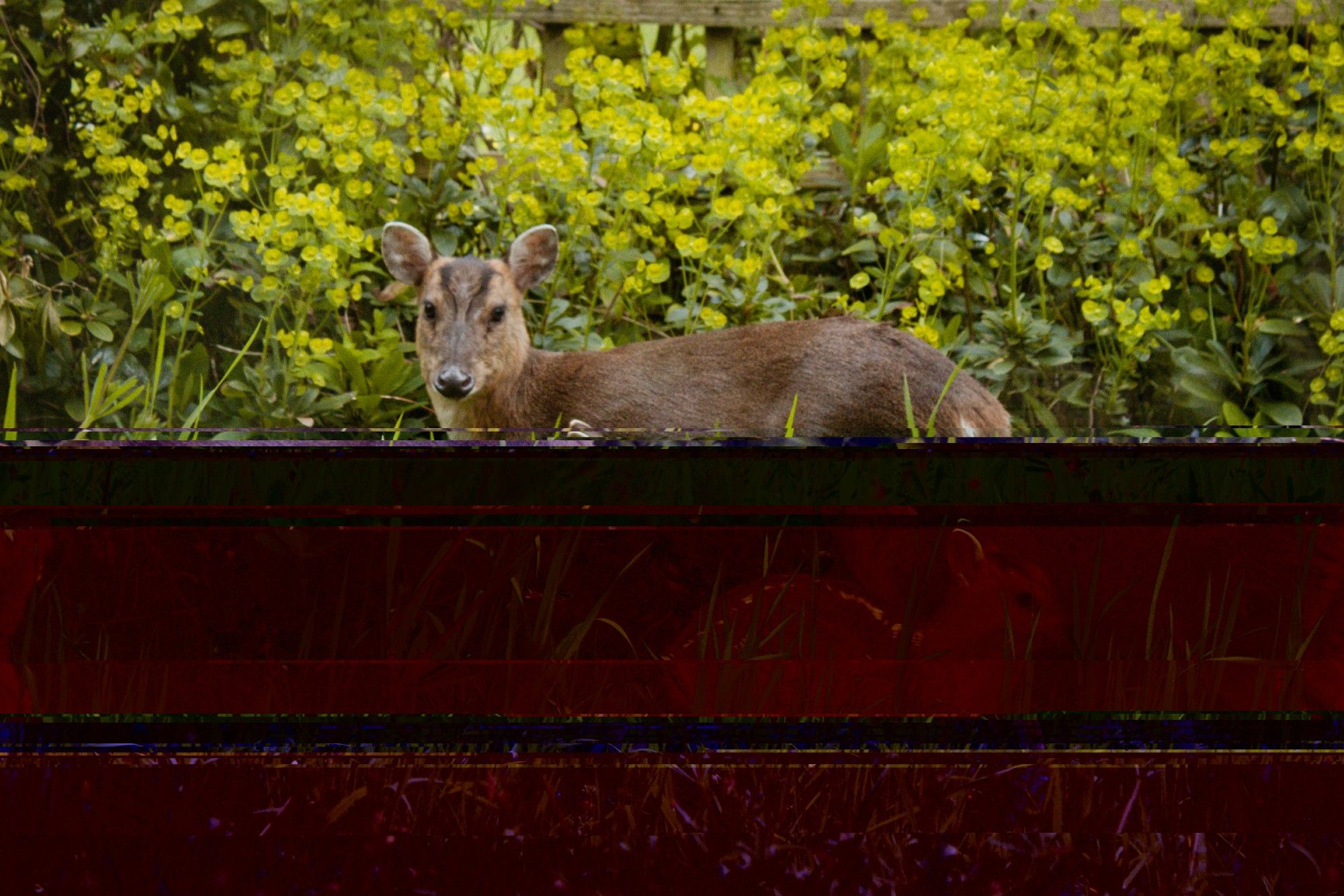 glitchart of a deer and calf in long grass. the top half of the image shows an adult deer intact, the bottom half of the image breaks down and fully degenerates through bands of distorted black and dark reddish hues