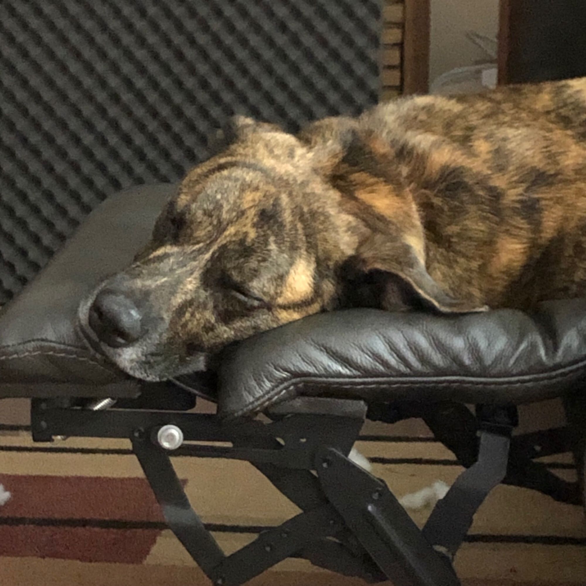 A brindle-colored dog sleeping peacefully on a reclining chair like the king that he is.