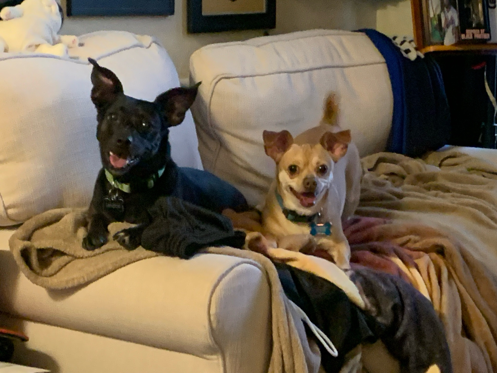 Two smaller dogs sitting on an off white couch smiling after a walk. Dog on the left is all black with a green collar (Henson). Dog on the right is golden and white with a blue collar (Camilla). 