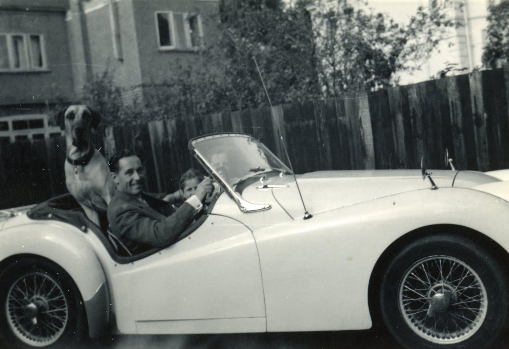 You have to click on photo to see the Great Dane sitting upright in the back seat of an open top white sports car ( an old TR 3 or 2) being driven by my father with my head just visible in the passenger seat.